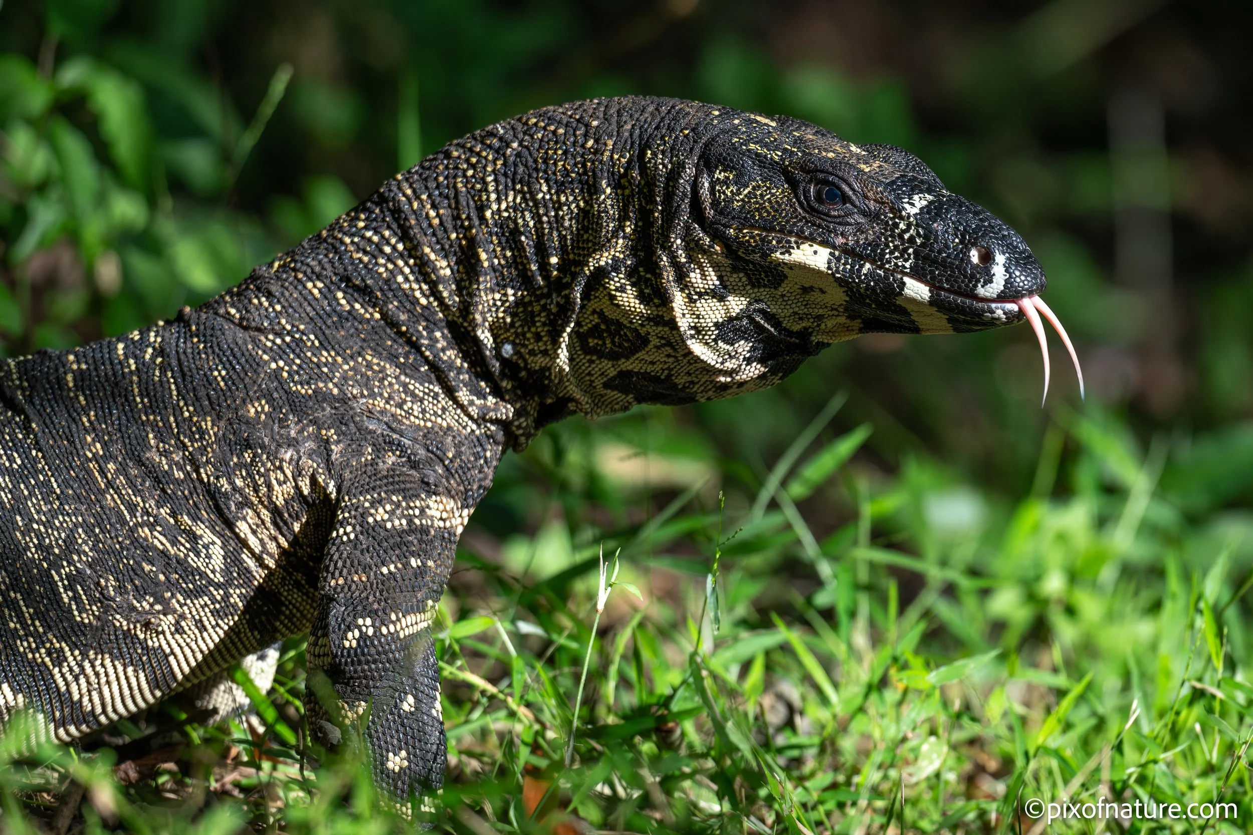 Tree_Goanna_Mod_24-8.jpg