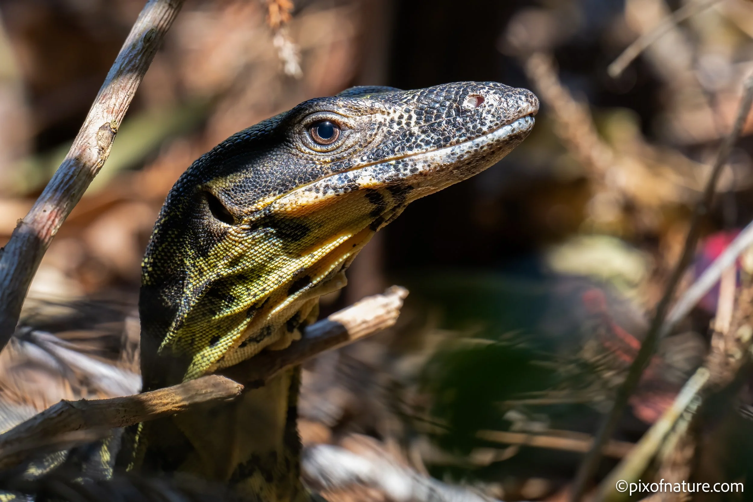Goanna_Mod_dec23-6.jpg
