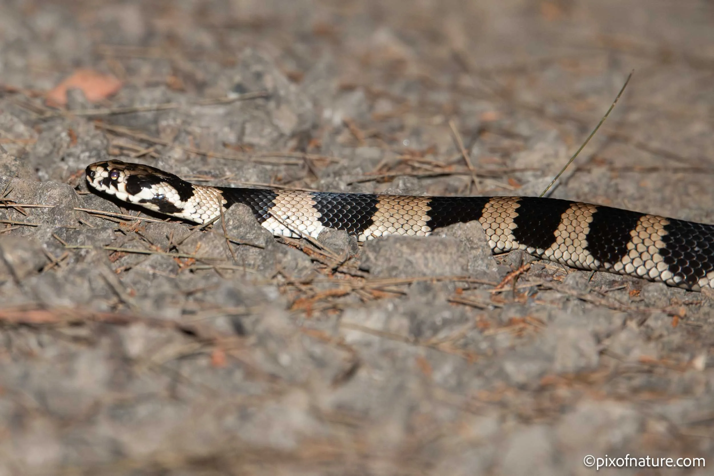 Stephensbanded_snake_Nightcap_sep2023-2.jpg