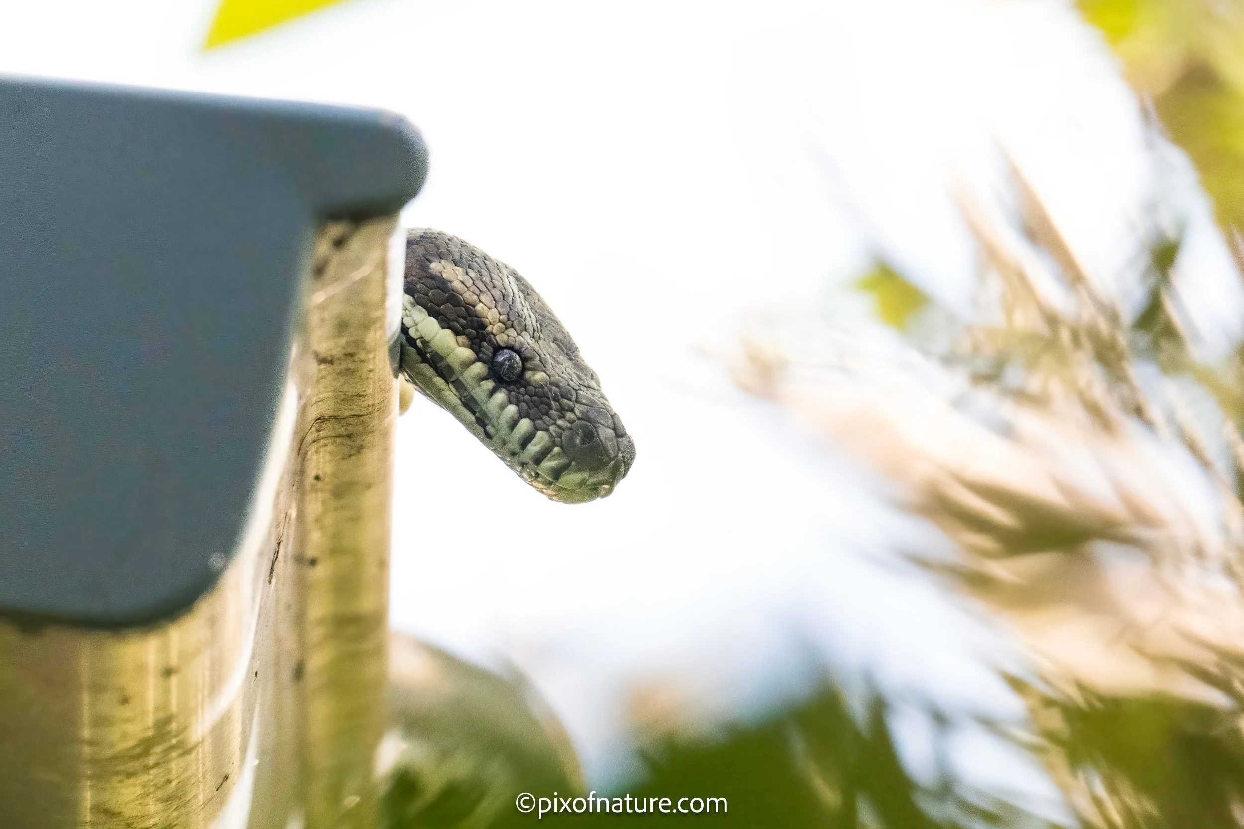 Morelia_spilota_Jun24_mod-4.jpg