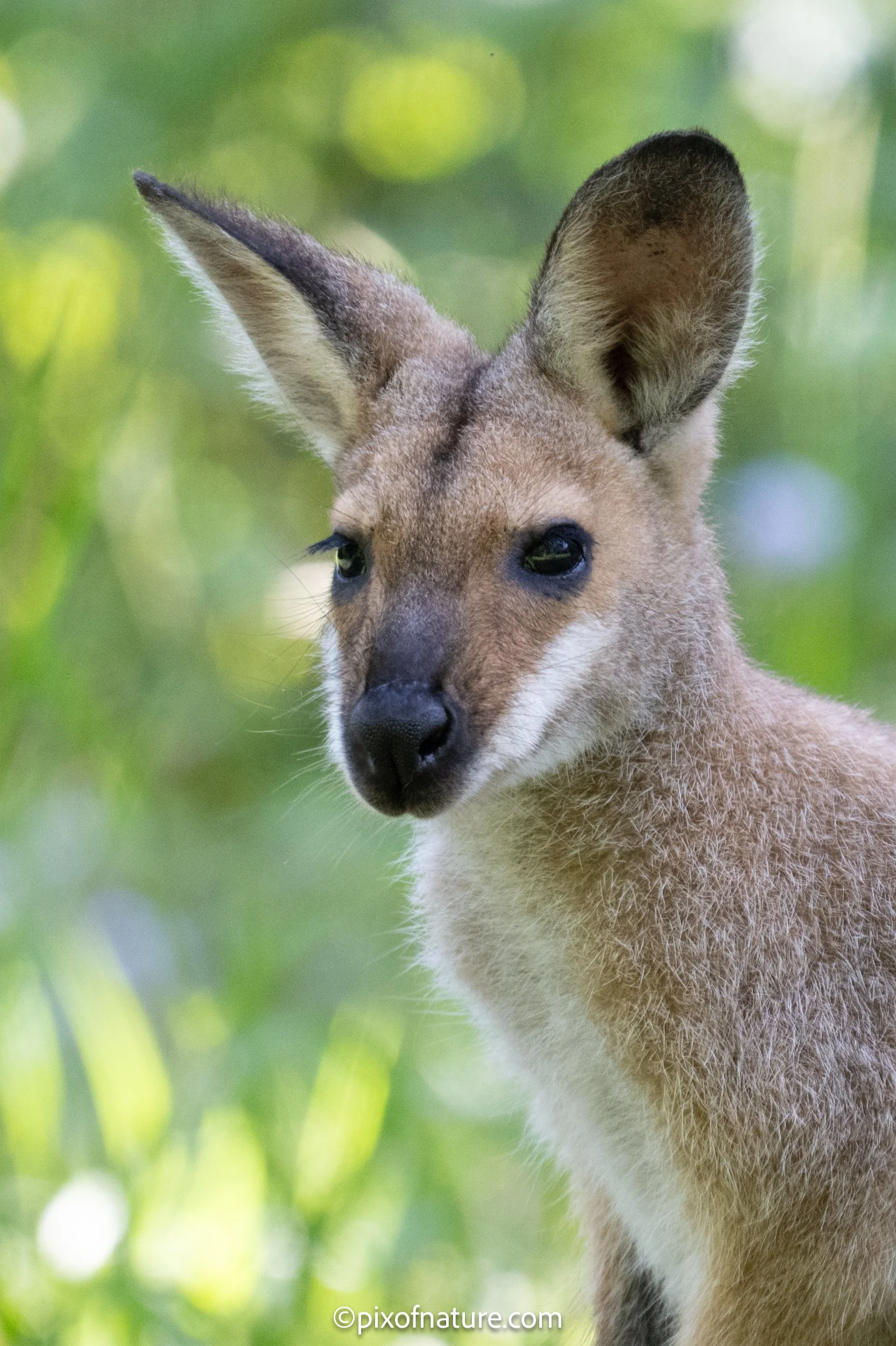 Wallaby_mod_OCT24.JPG