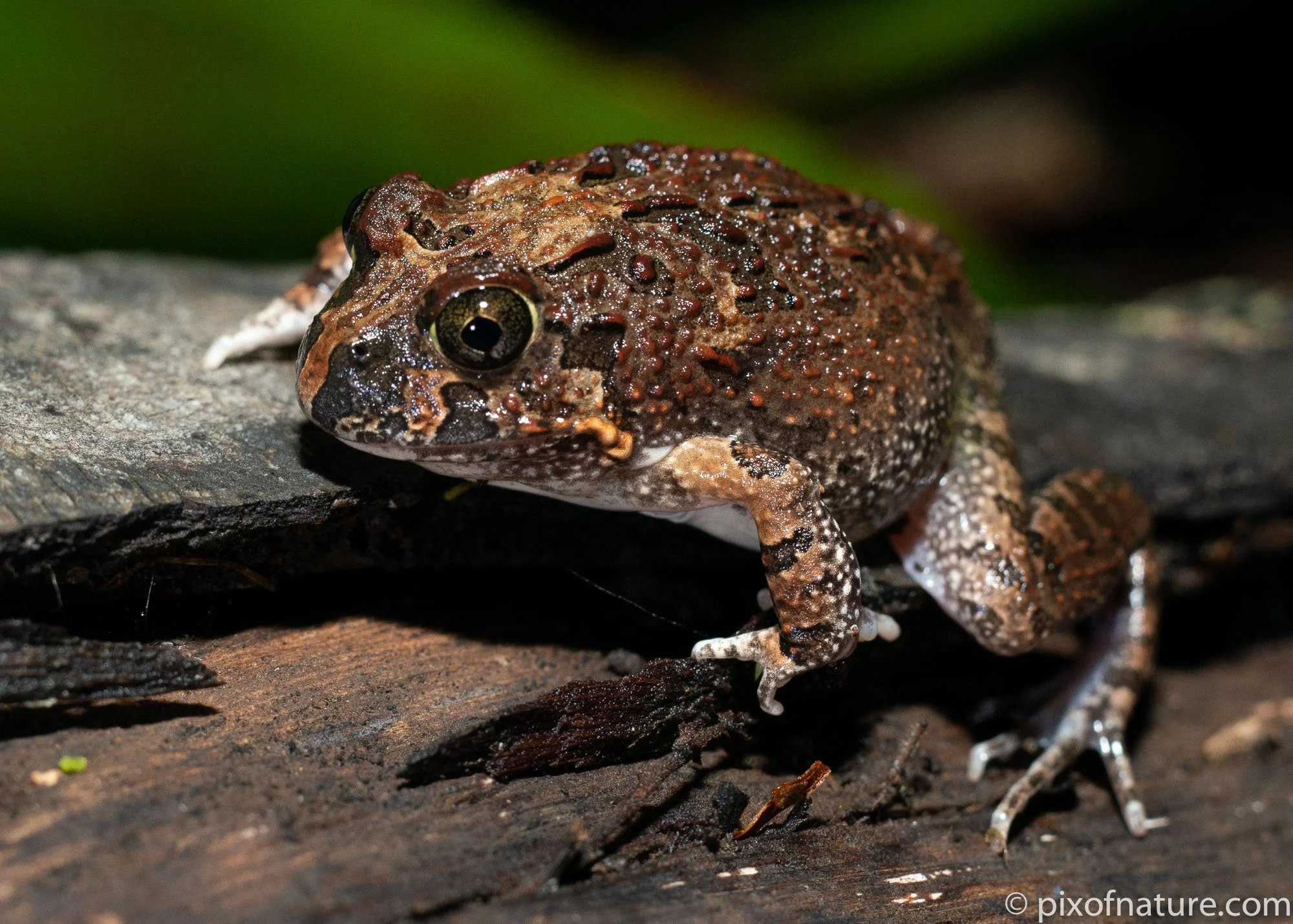 Ornate_Borrowing Frog.jpg