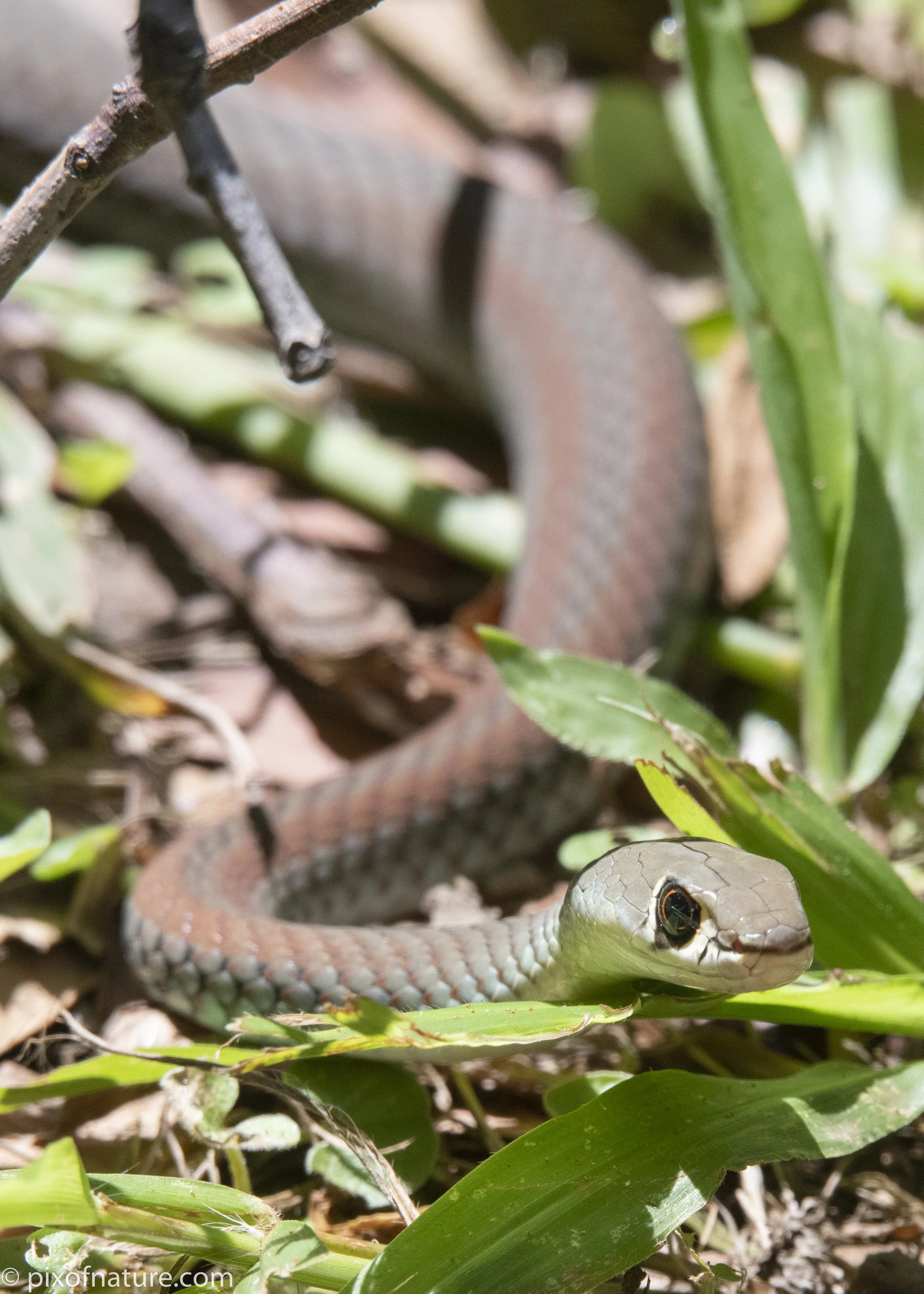 Whip-snake-3.jpg