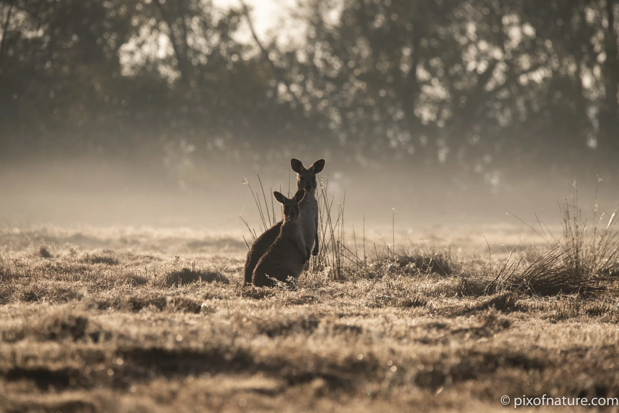 roo_mist_yamba3.jpg