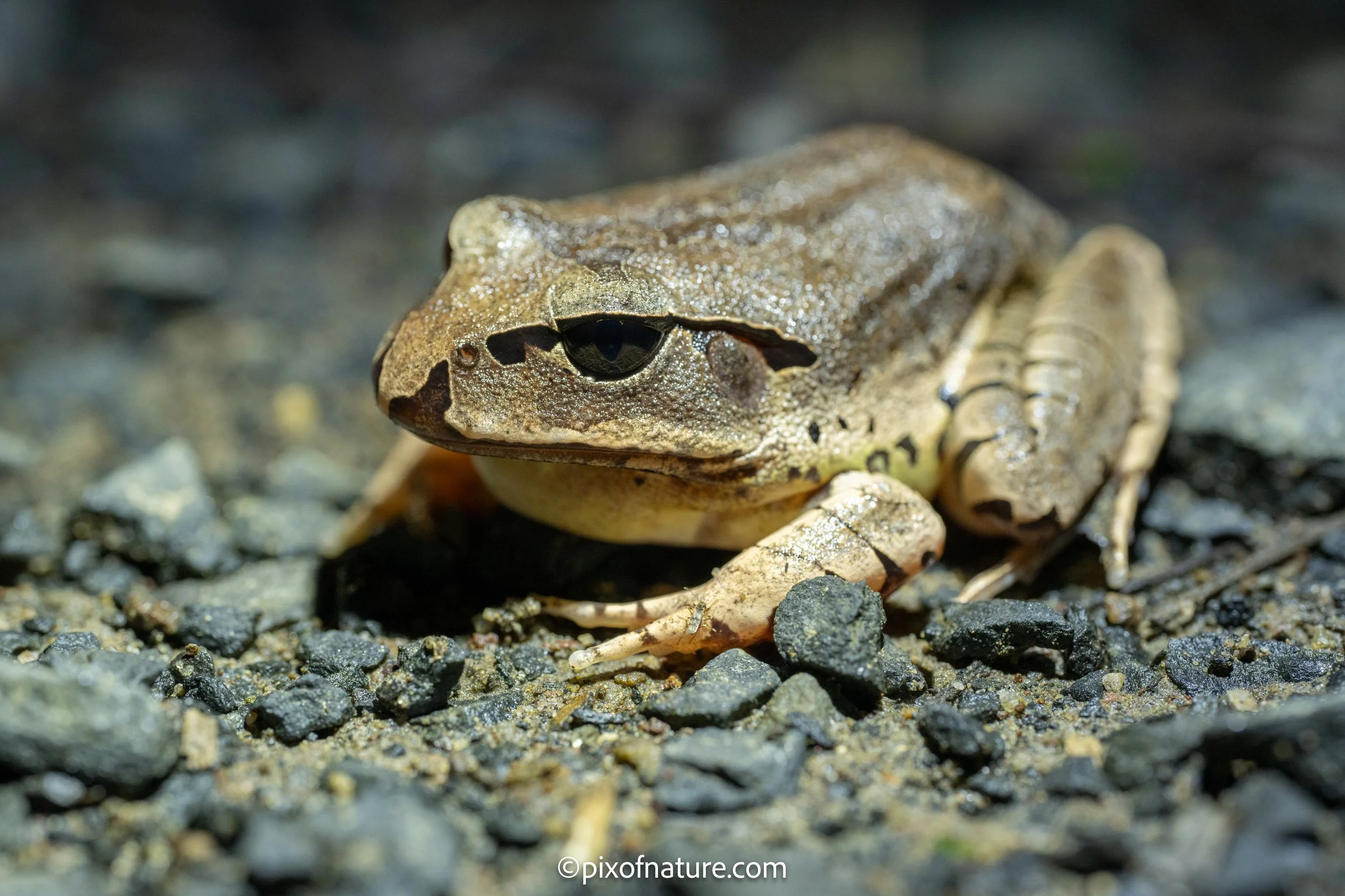 Great_Barred Frog_RR_4.jpg