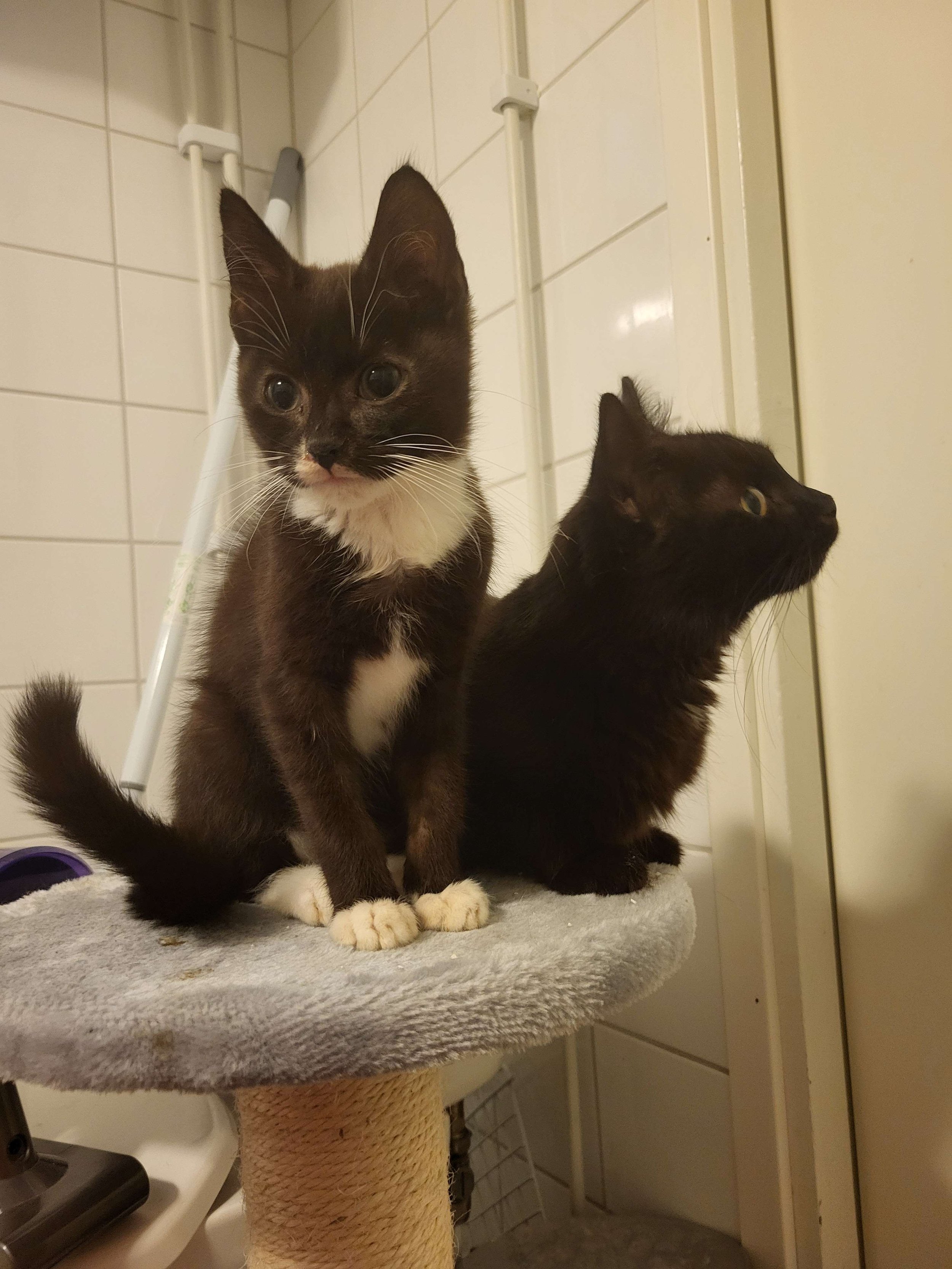 Estivo Chiara & Valentino