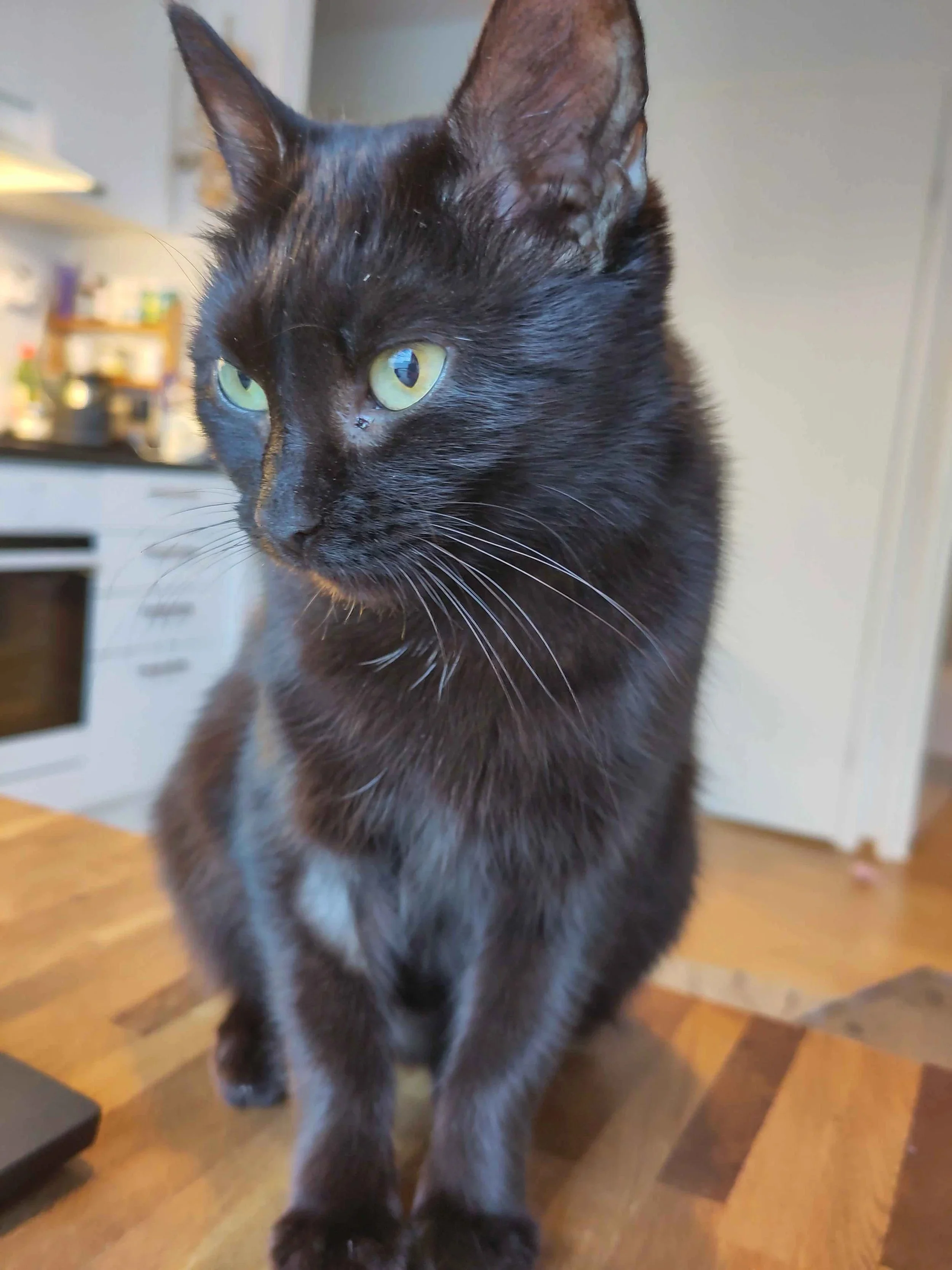 Estivo Edda - KODINETSINTÄ TAUOLLA