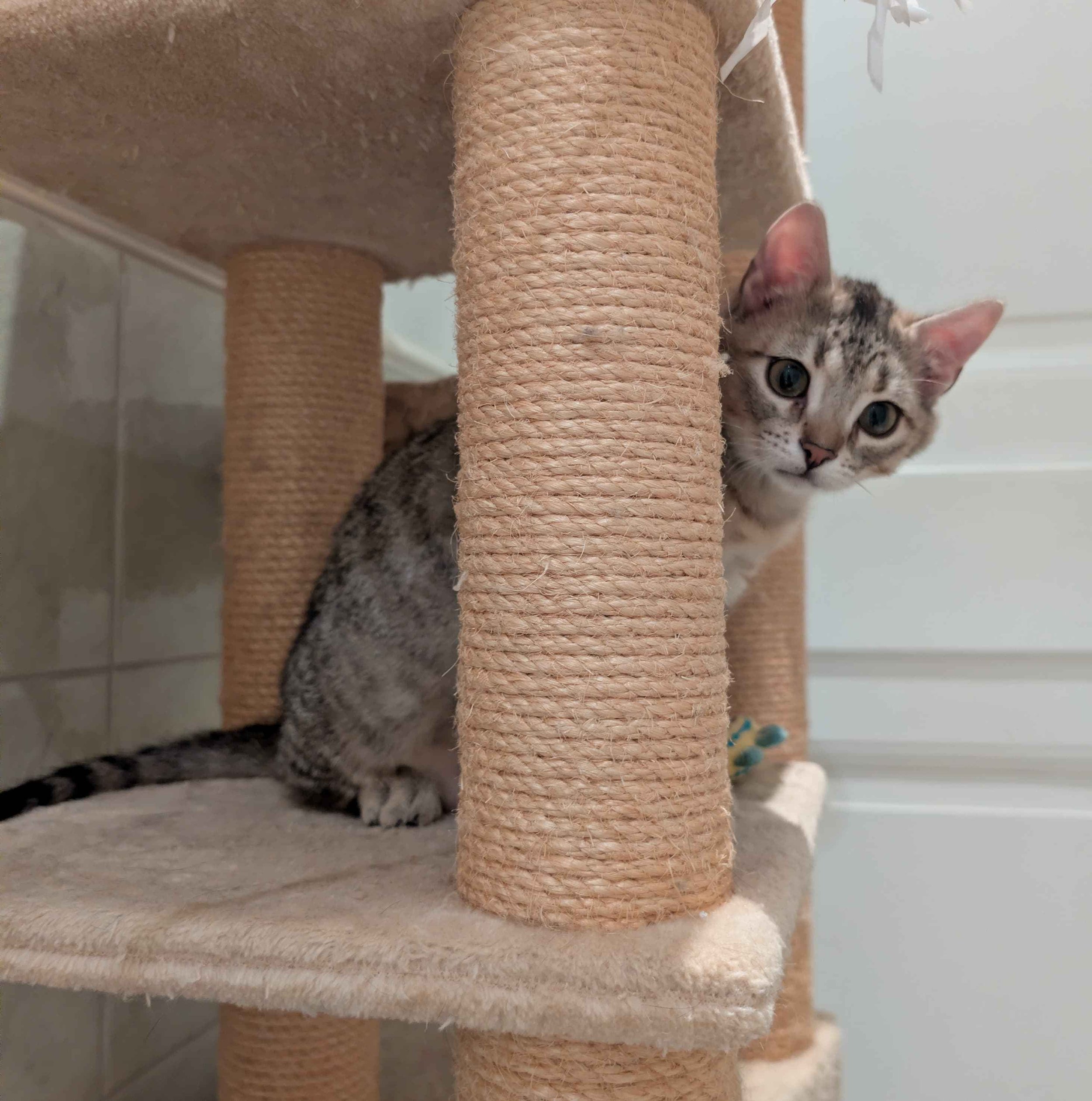 Dewi Kauppatorin Suurmarkkinoilla