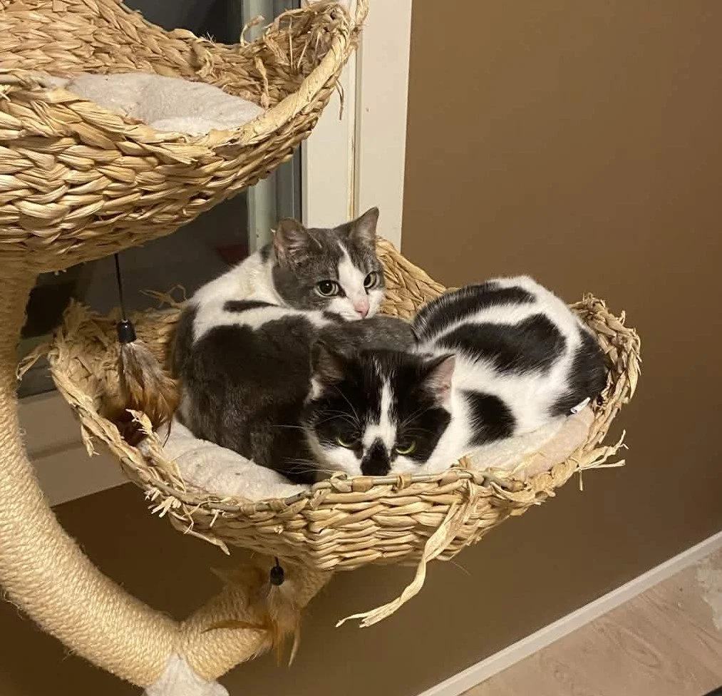 Dewin myyntipöytä Petenkoiratarvikkeessa