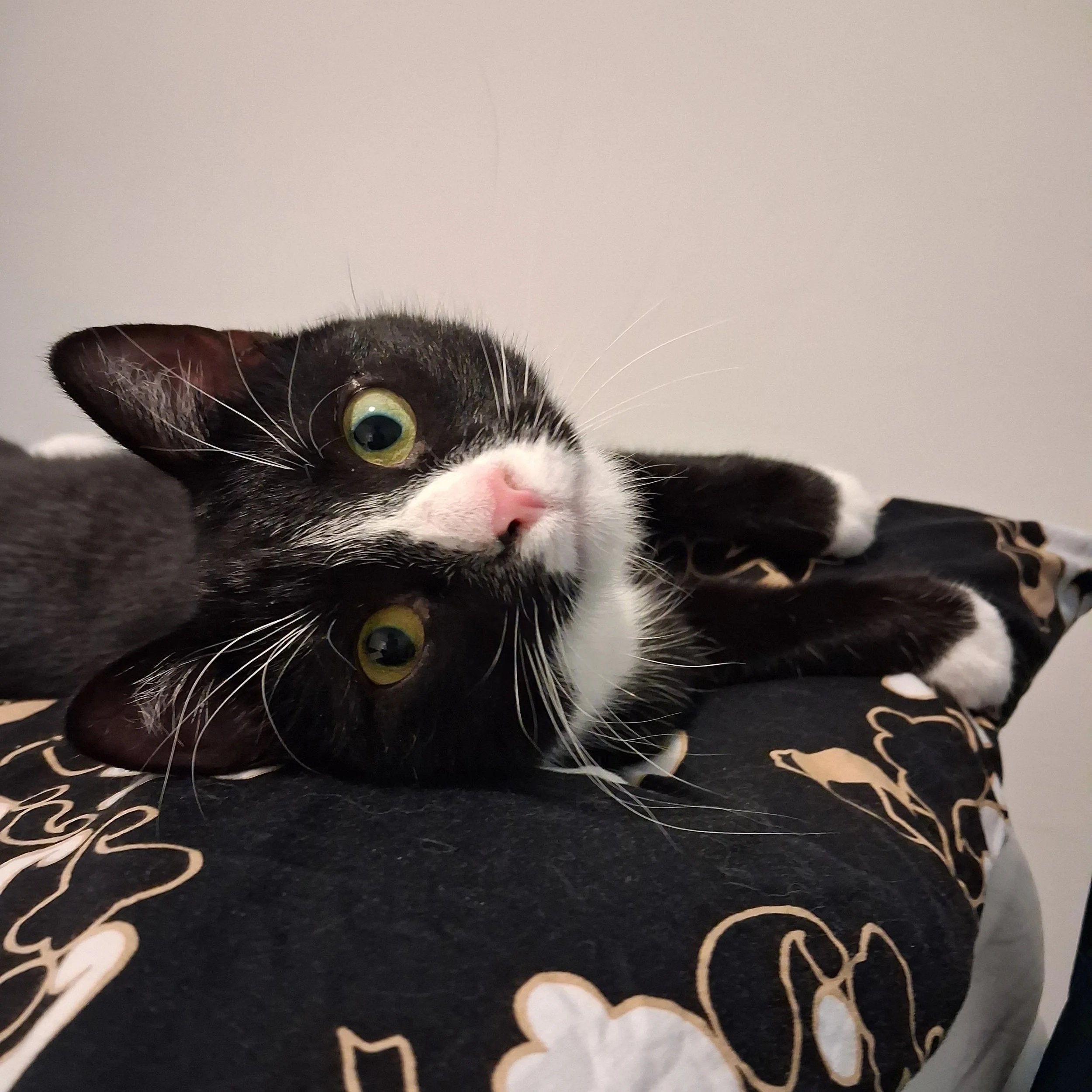 Keräys Hansatorin apteekissa