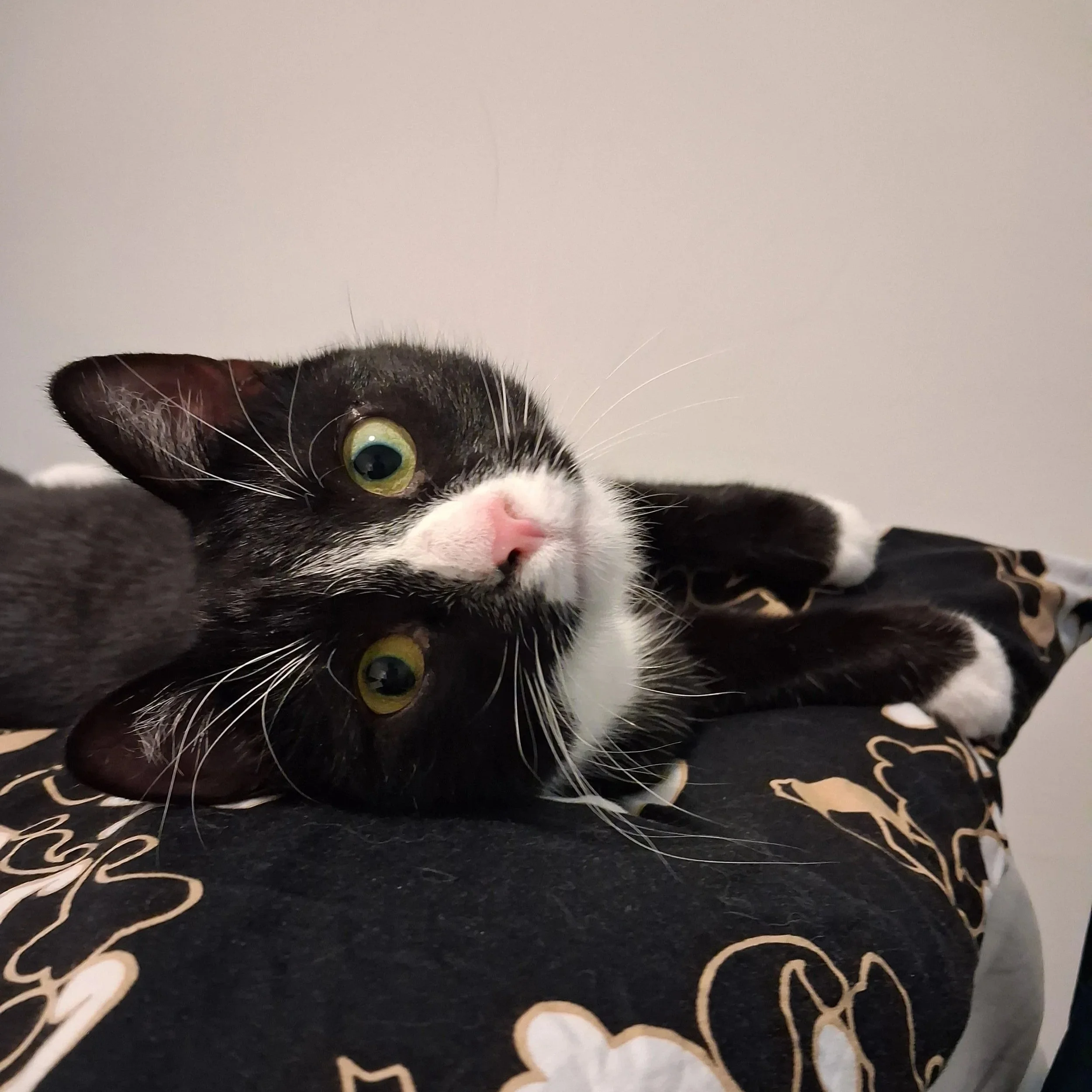 Keräys Hansatorin apteekissa