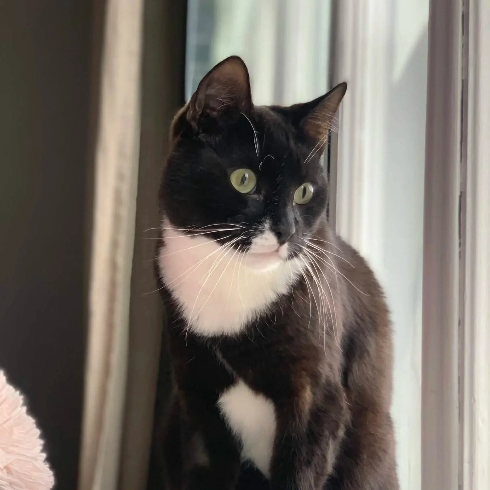 Keräys Myllyn apteekissa