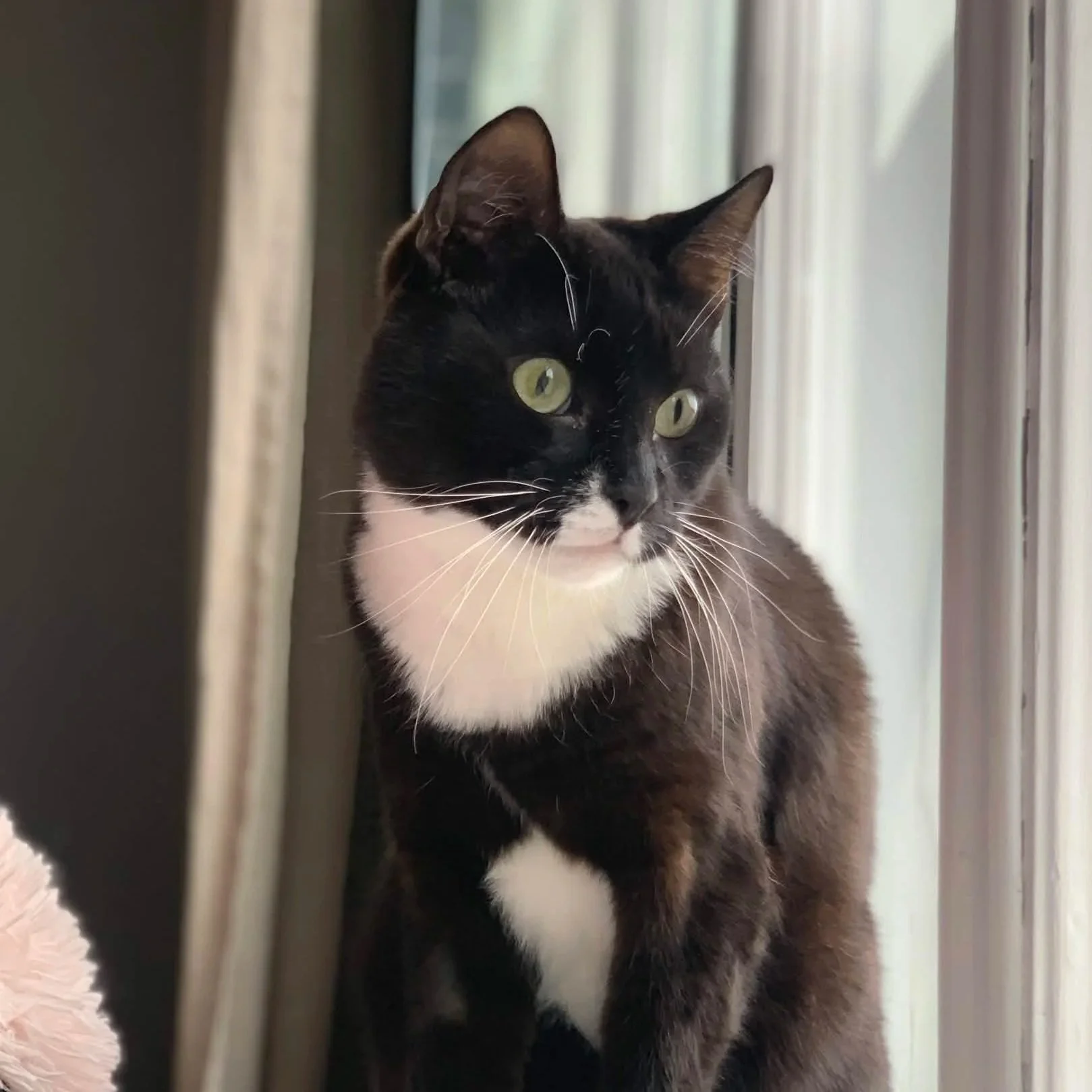 Keräys Myllyn apteekissa