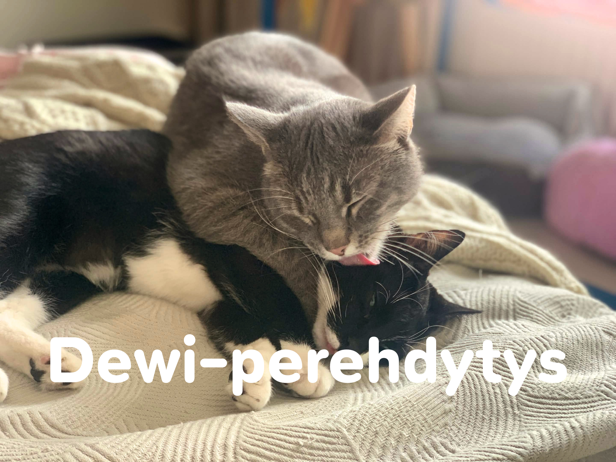 Dewi-perehdytys