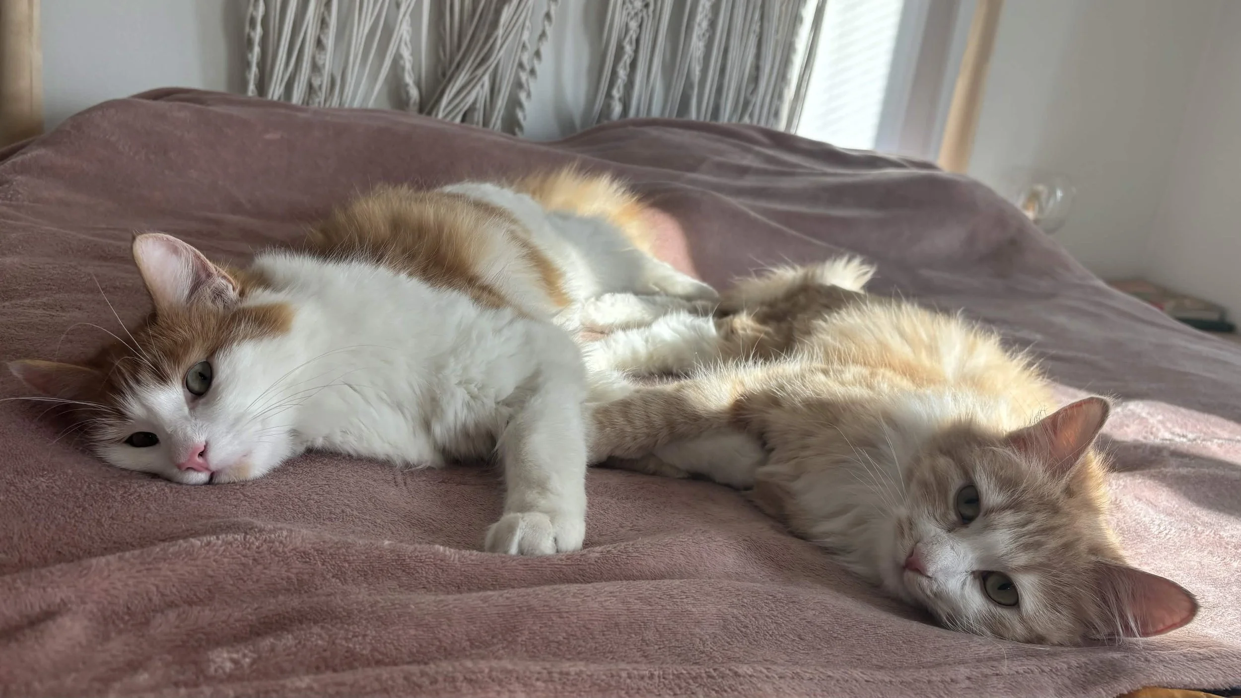 Myyntipöytä Voimaeläimessä 24.4.