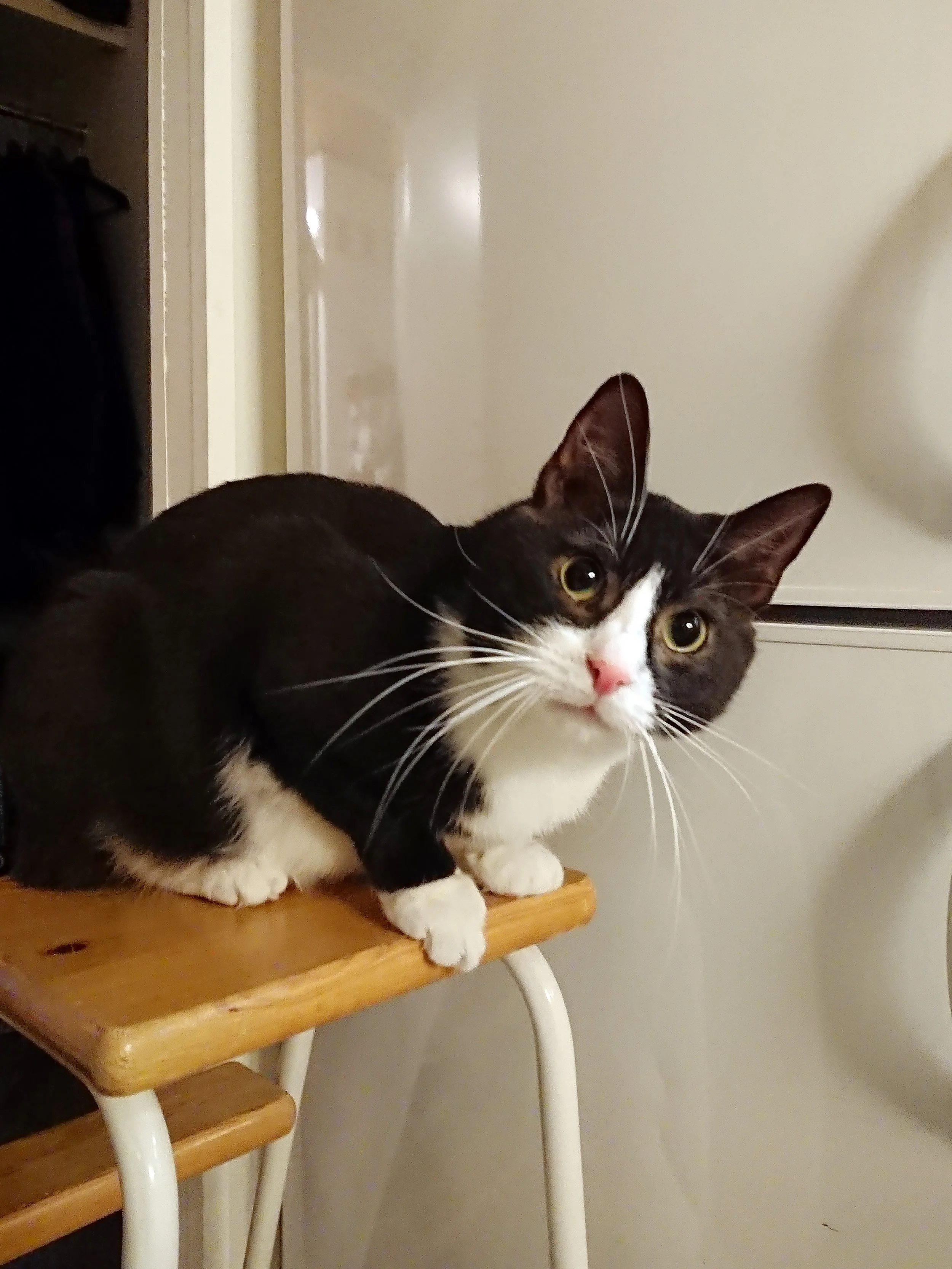 Estivo Sergio- EI VASTAANOTA UUSIA HAKEMUKSIA