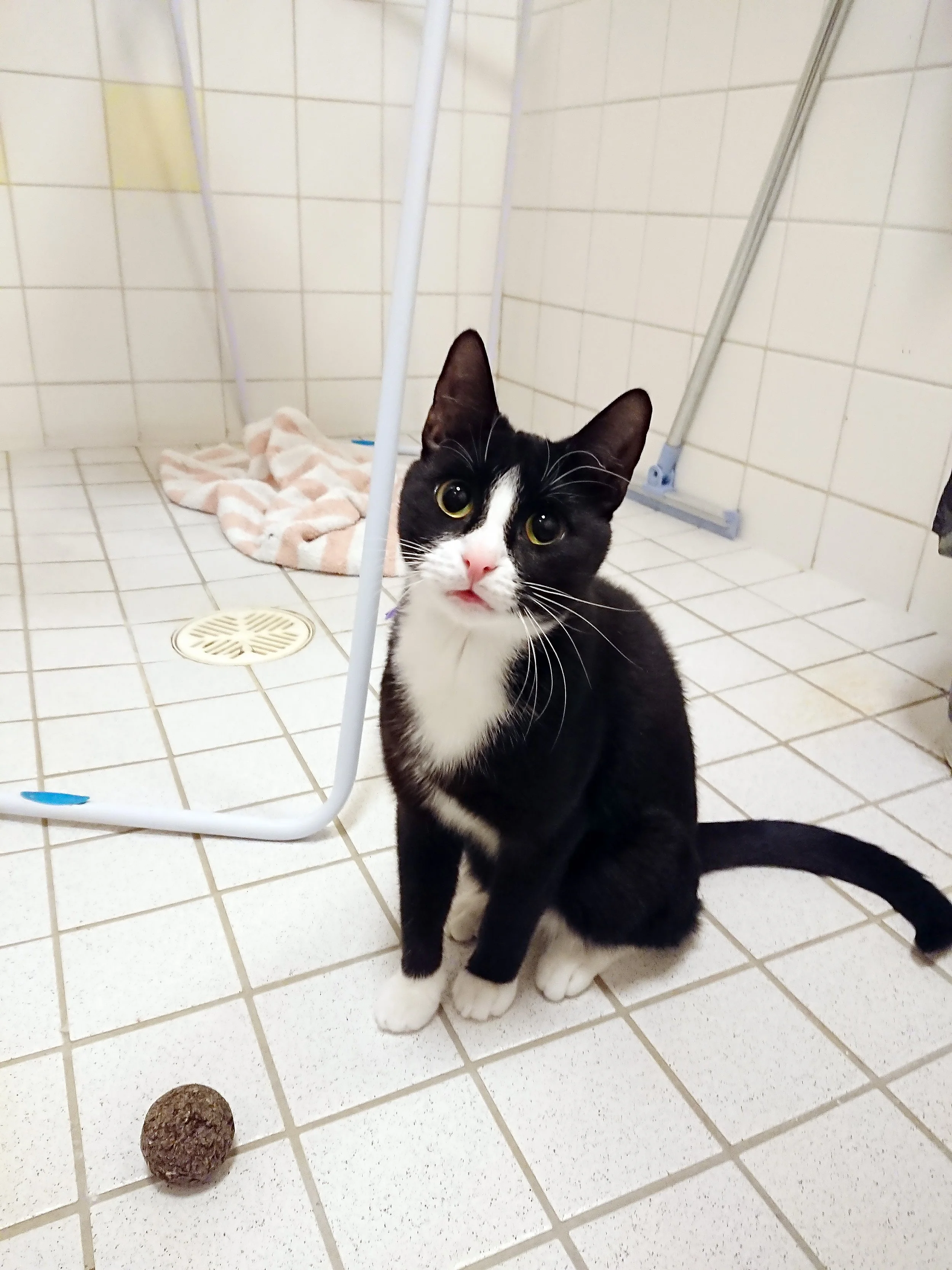 Estivo Dente - EI VASTAANOTA UUSIA HAKEMUKSIA