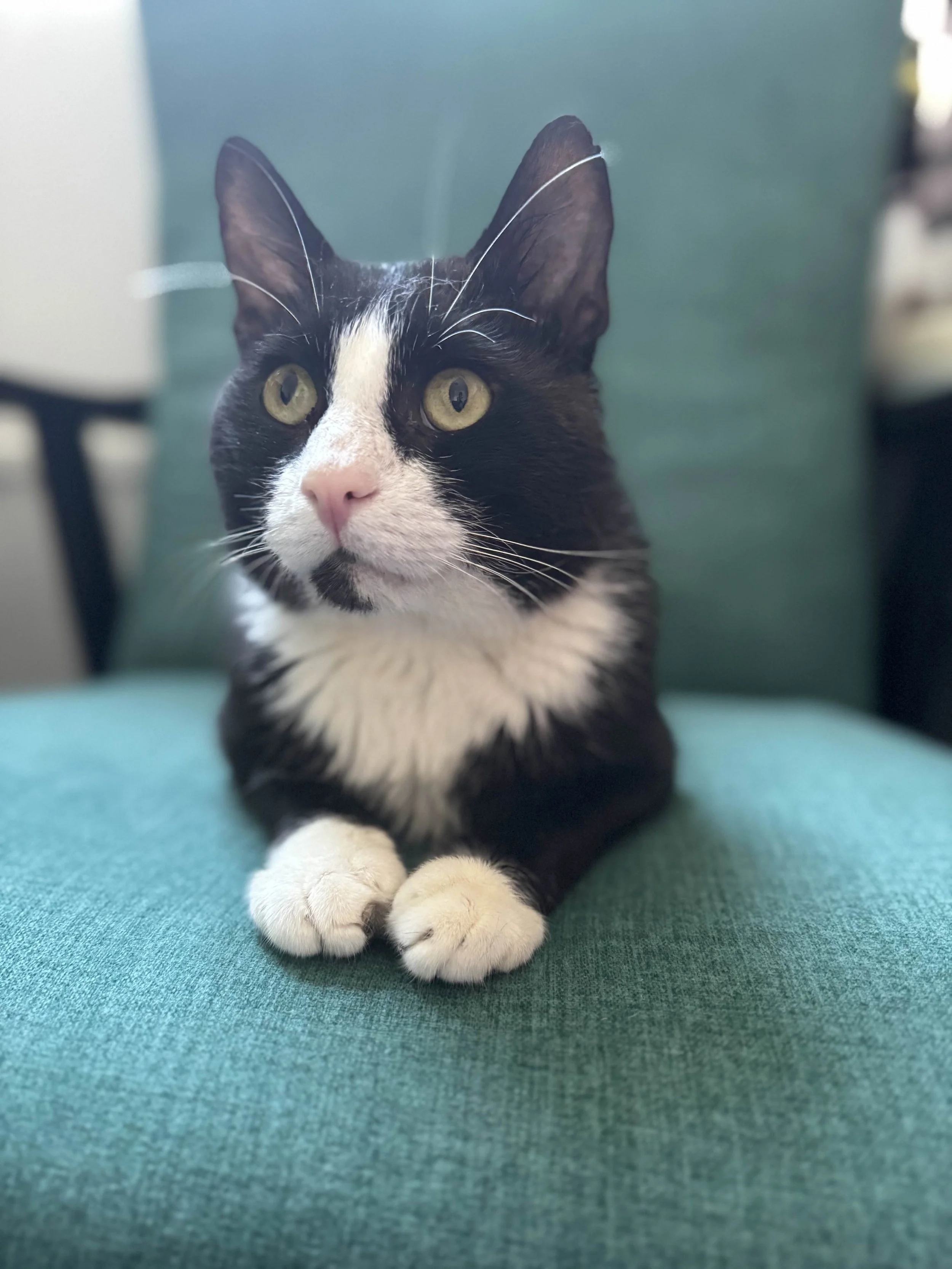 Estivo Lucca VARATTU