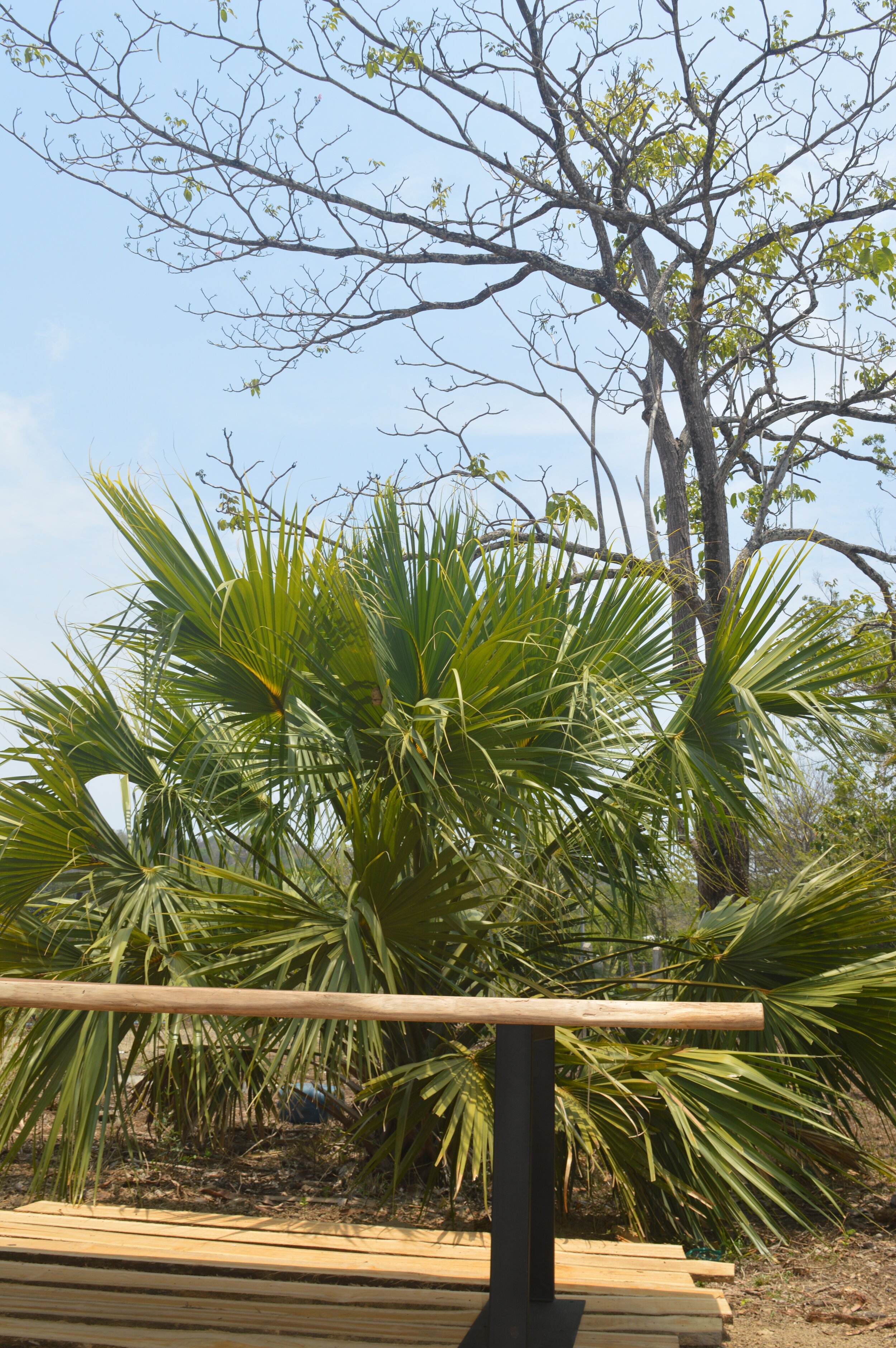 INDONESIAN TEAK WOOD  &amp; STAINLESS STEEL LEGS DINING TABLE