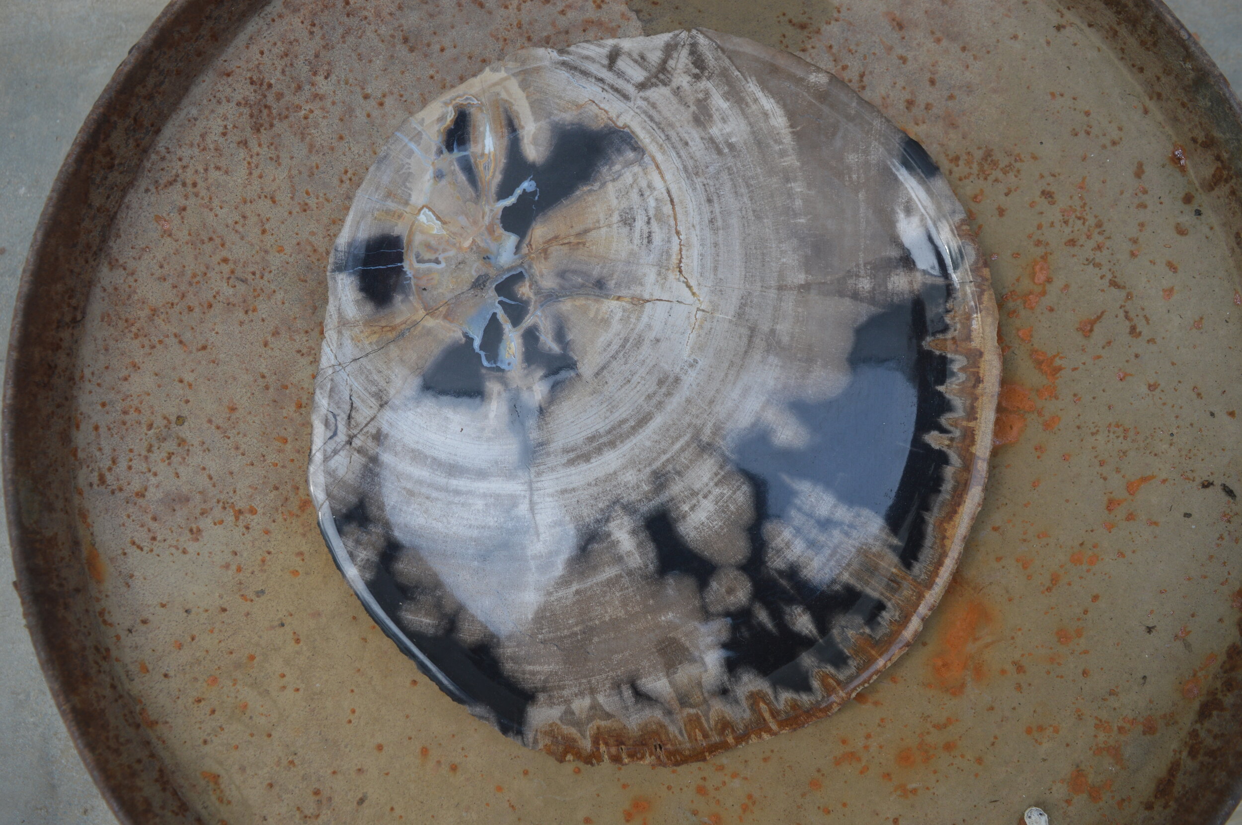 PETRIFIED WOOD PLATE CENTER TABLE DECOR 