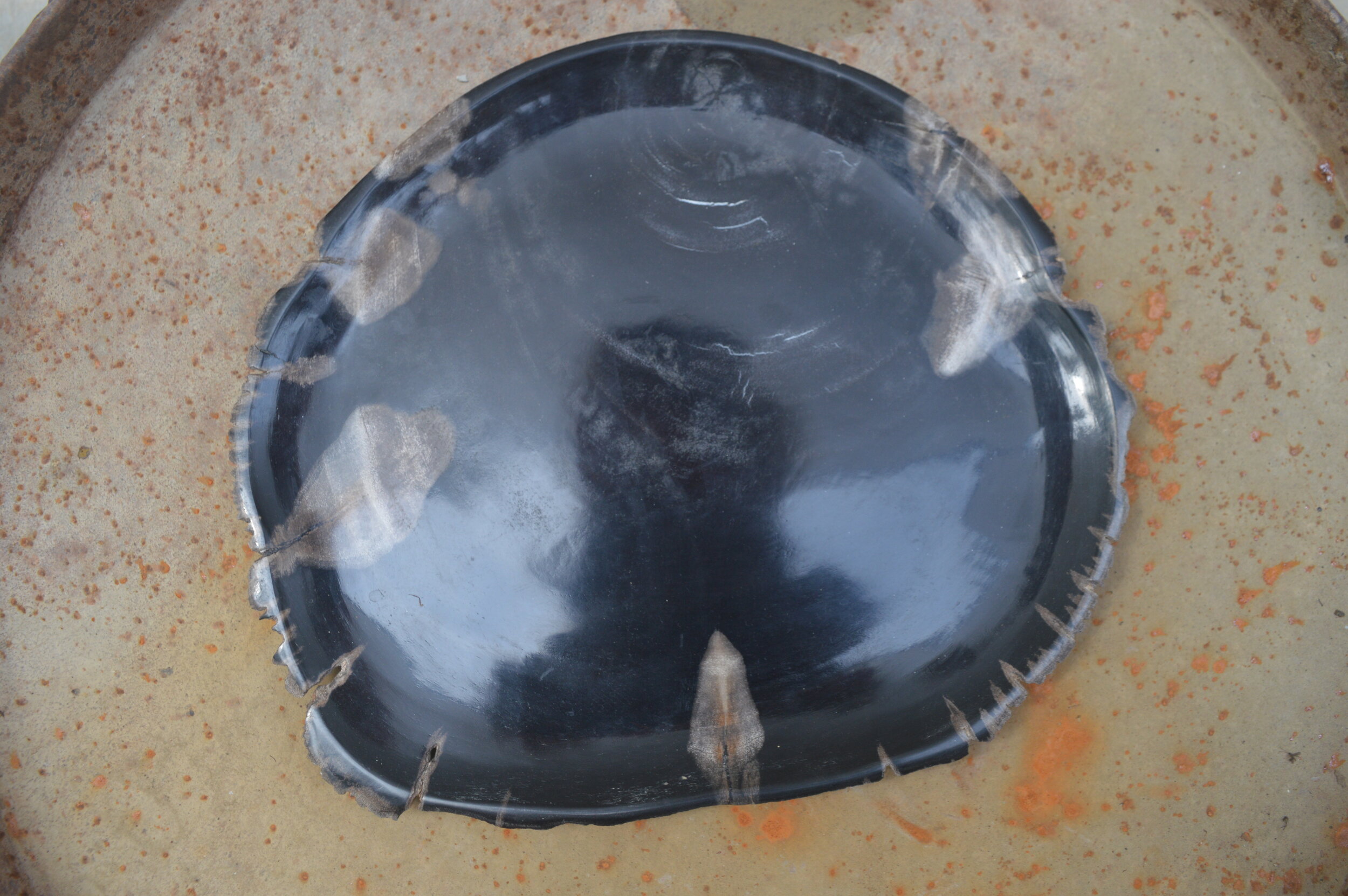 PETREIFIED WOOD CENTER TABLE DECOR 