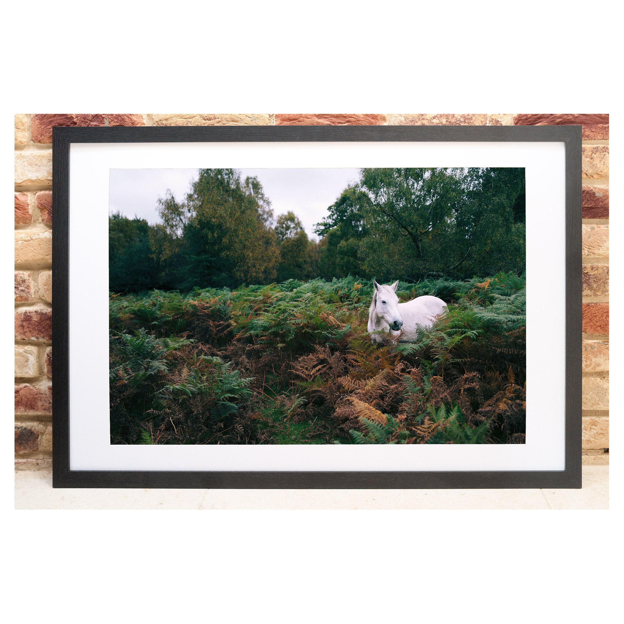 NewForest01a.jpg