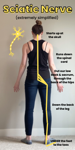 How to Tell if Hamstring “Tightness” is Nerve or Muscle Tension — Dani ...
