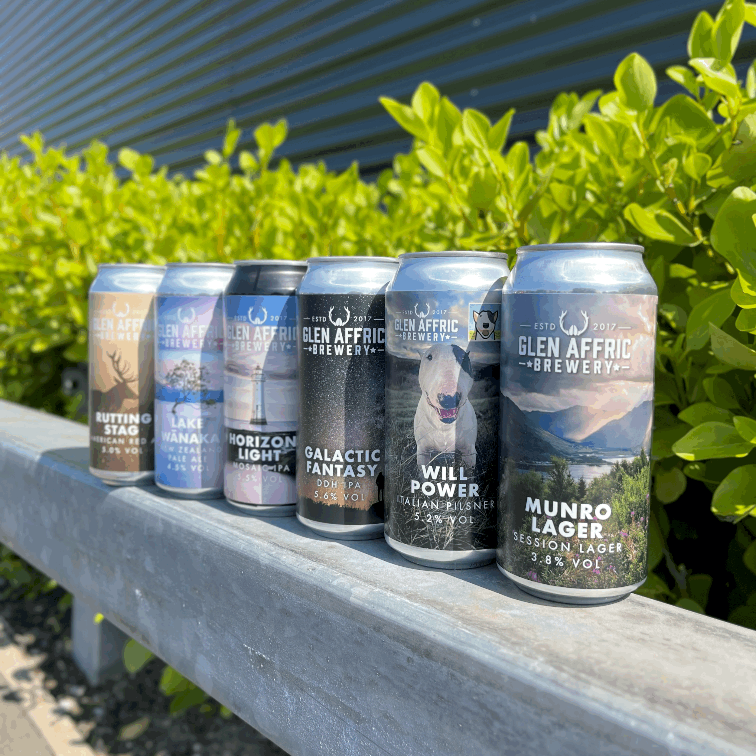 Lawnchair Lineup ☀️🌻(6 Pack)