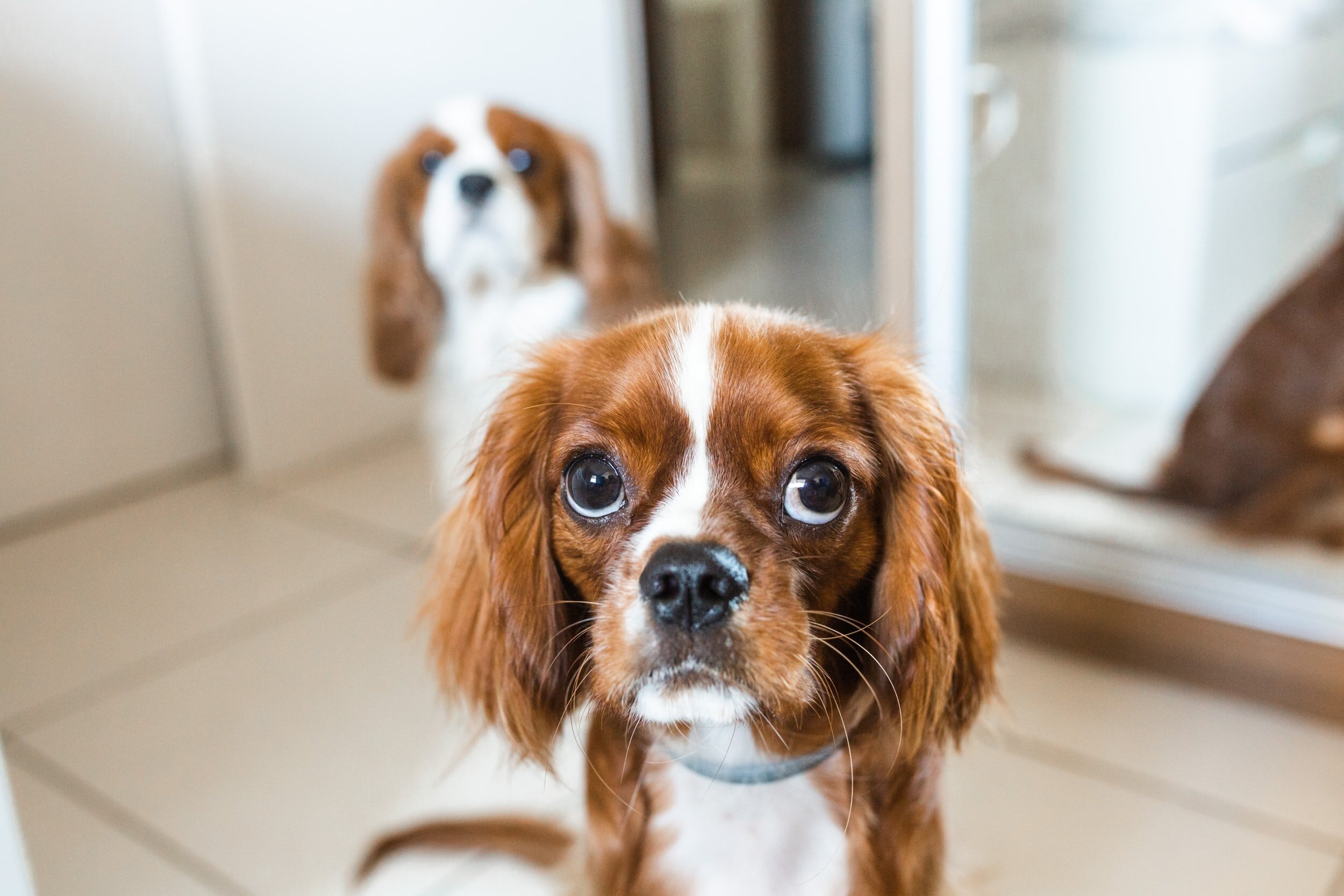 Behaviour Advice: How to prevent and reduce seperation anxiety