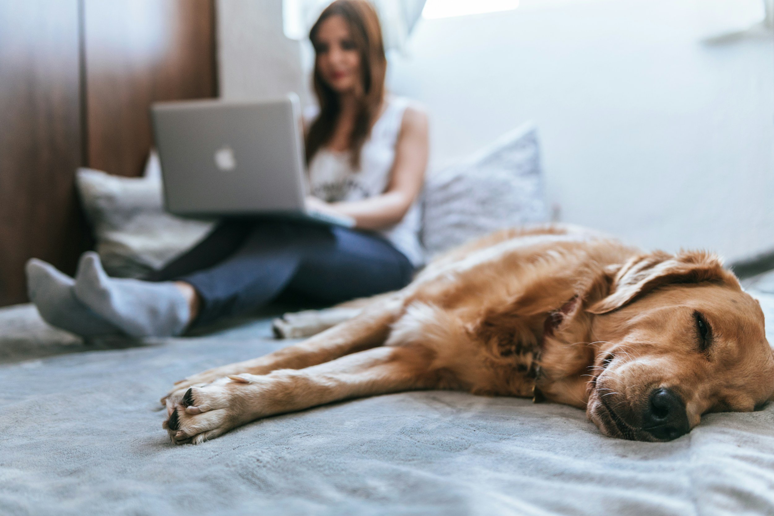 Rover, the number one site for sitters to avoid.