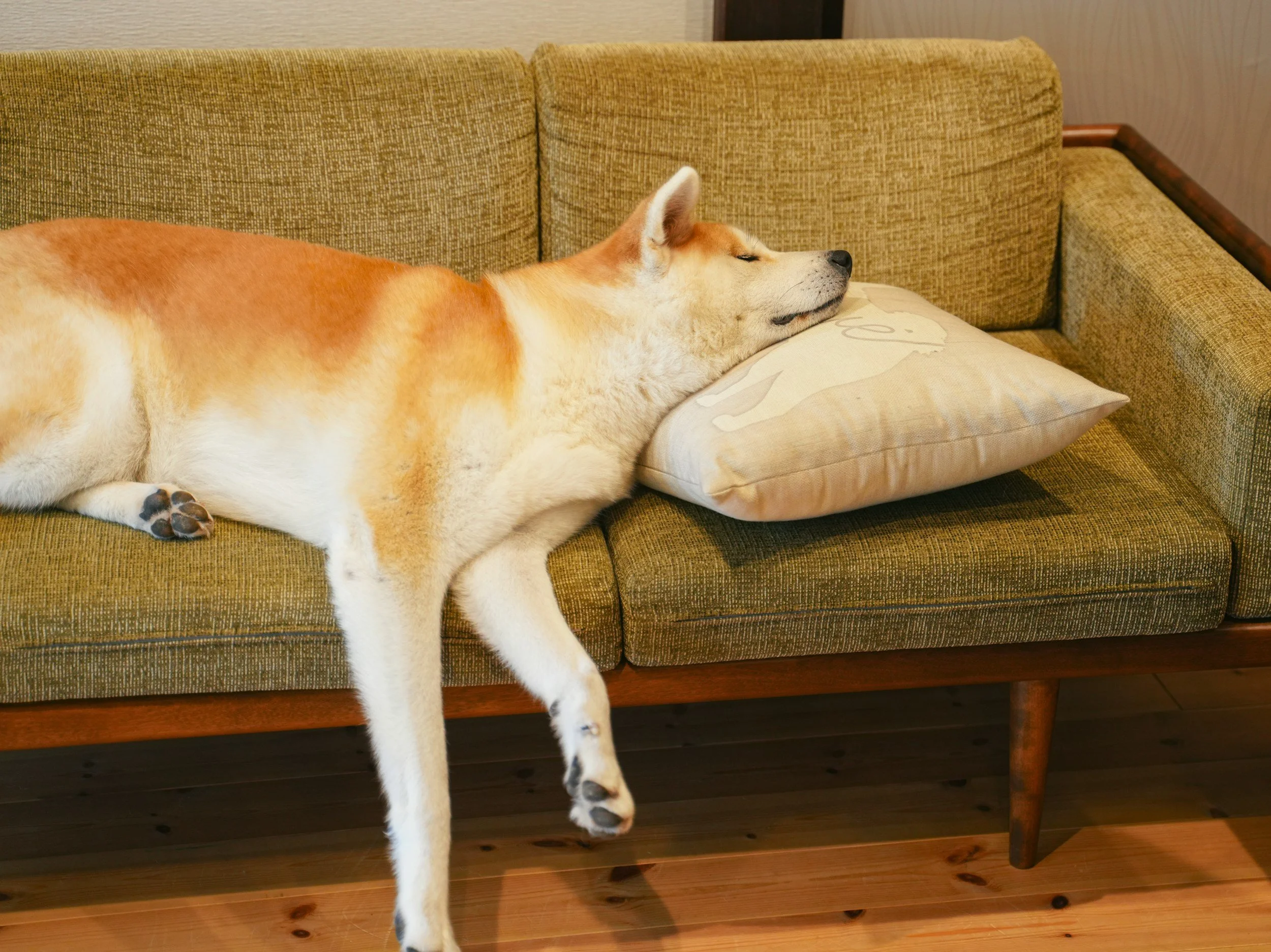 Wag more, worry less: Introducing TAD’s subscription plans