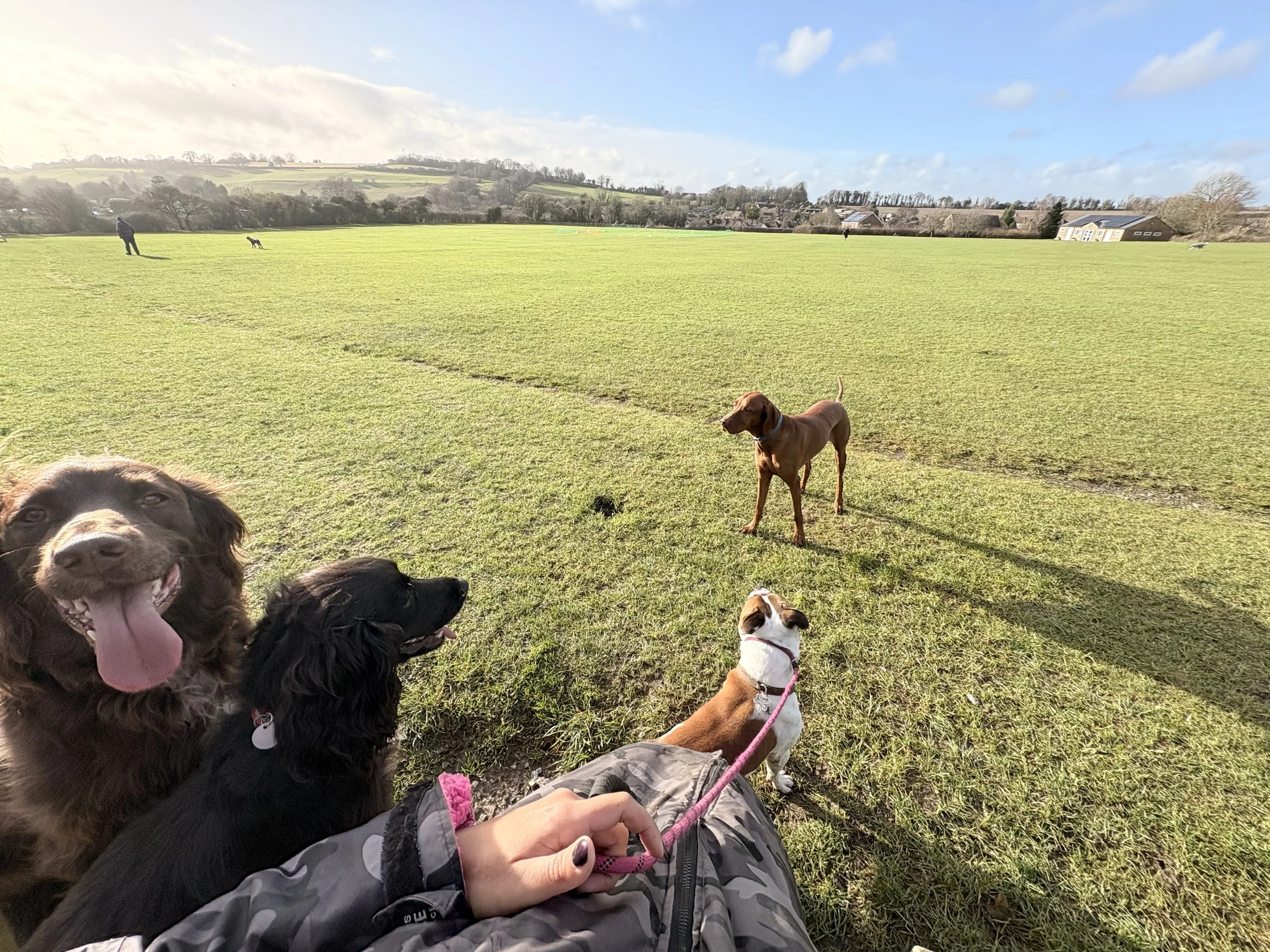 Introducing Our First Doggy Day Care Centre at The Animal Days