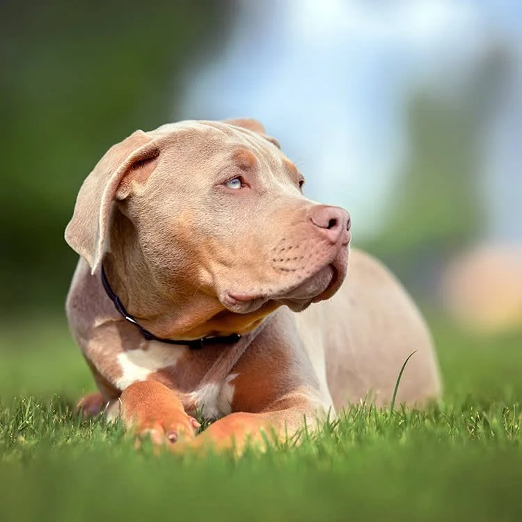 Walking Services for XL Bully Dogs