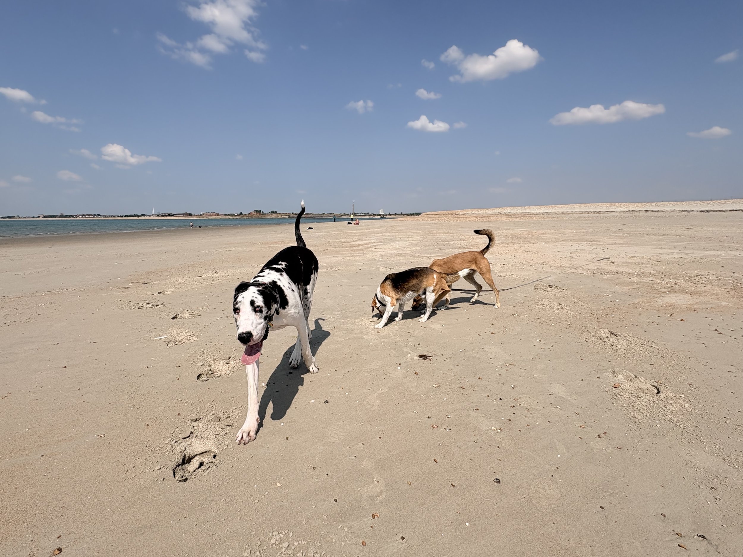 Extreme Heats back: Our pro-tips to keep the walkies on track.