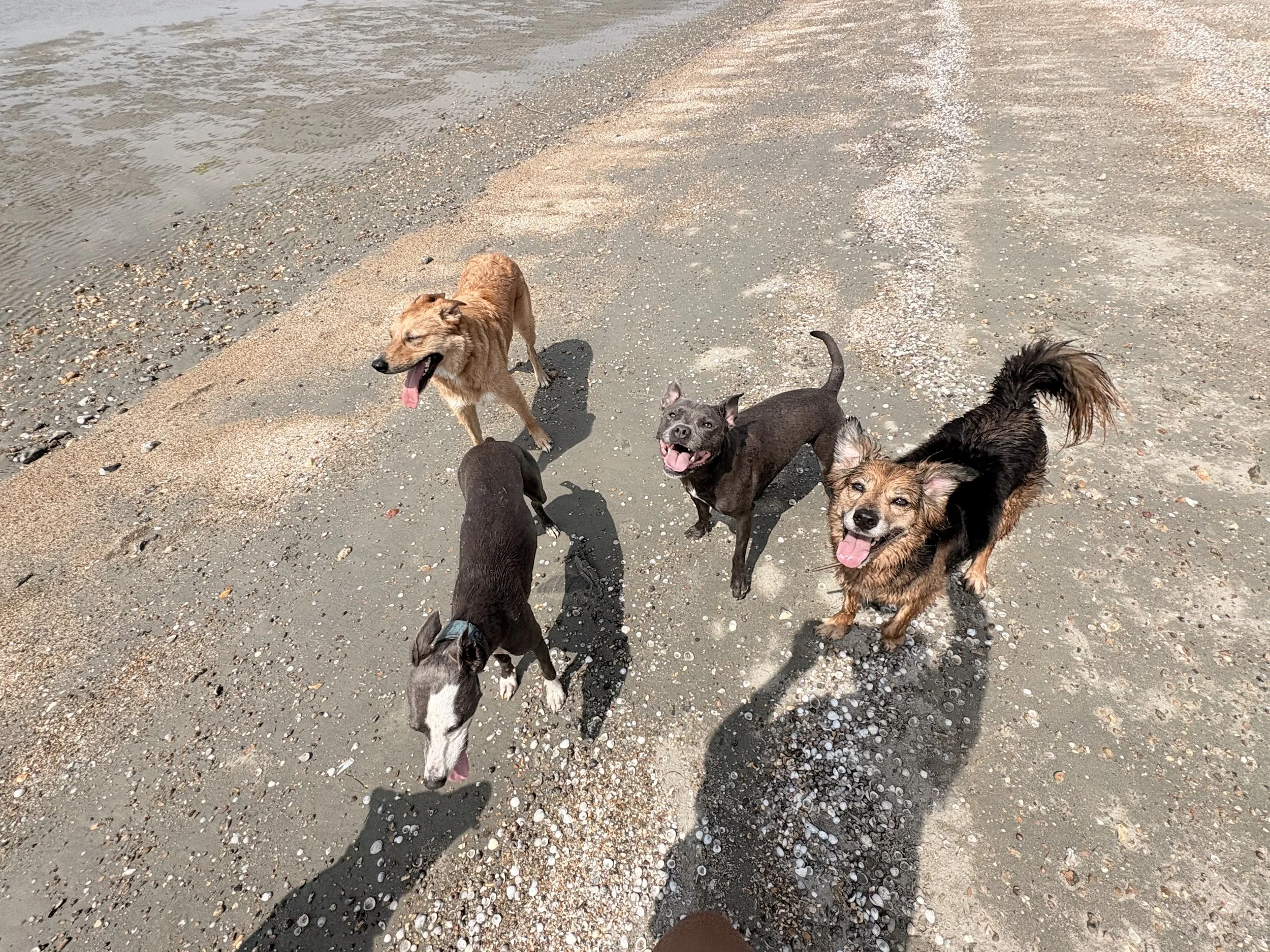 Six dogs playing and standing on a sandy and shell-covered beach near the water.