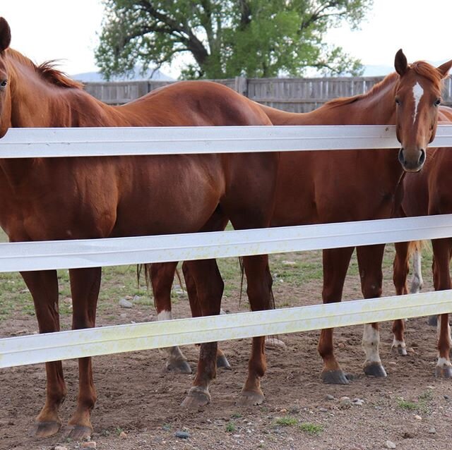 #quarterhorses#aqha#aqhaproud