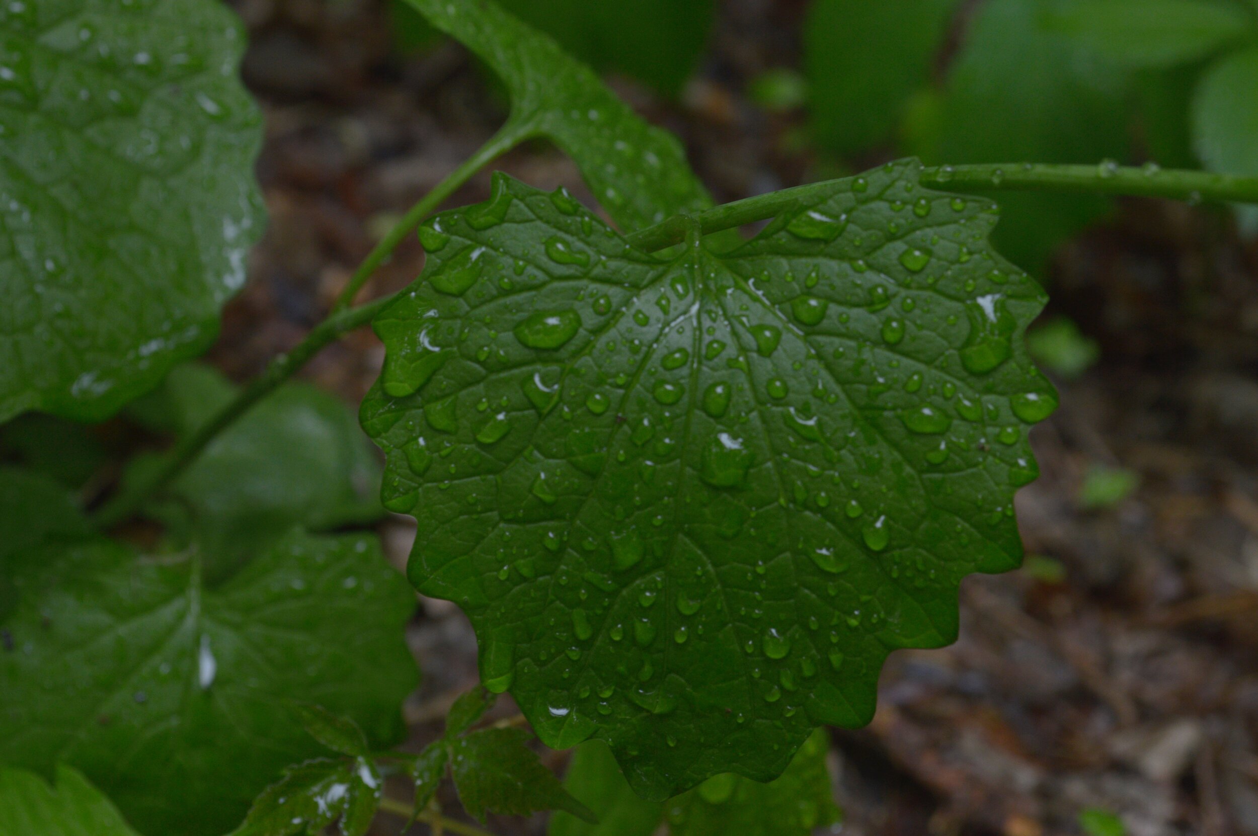 Climate and Covid Conversation