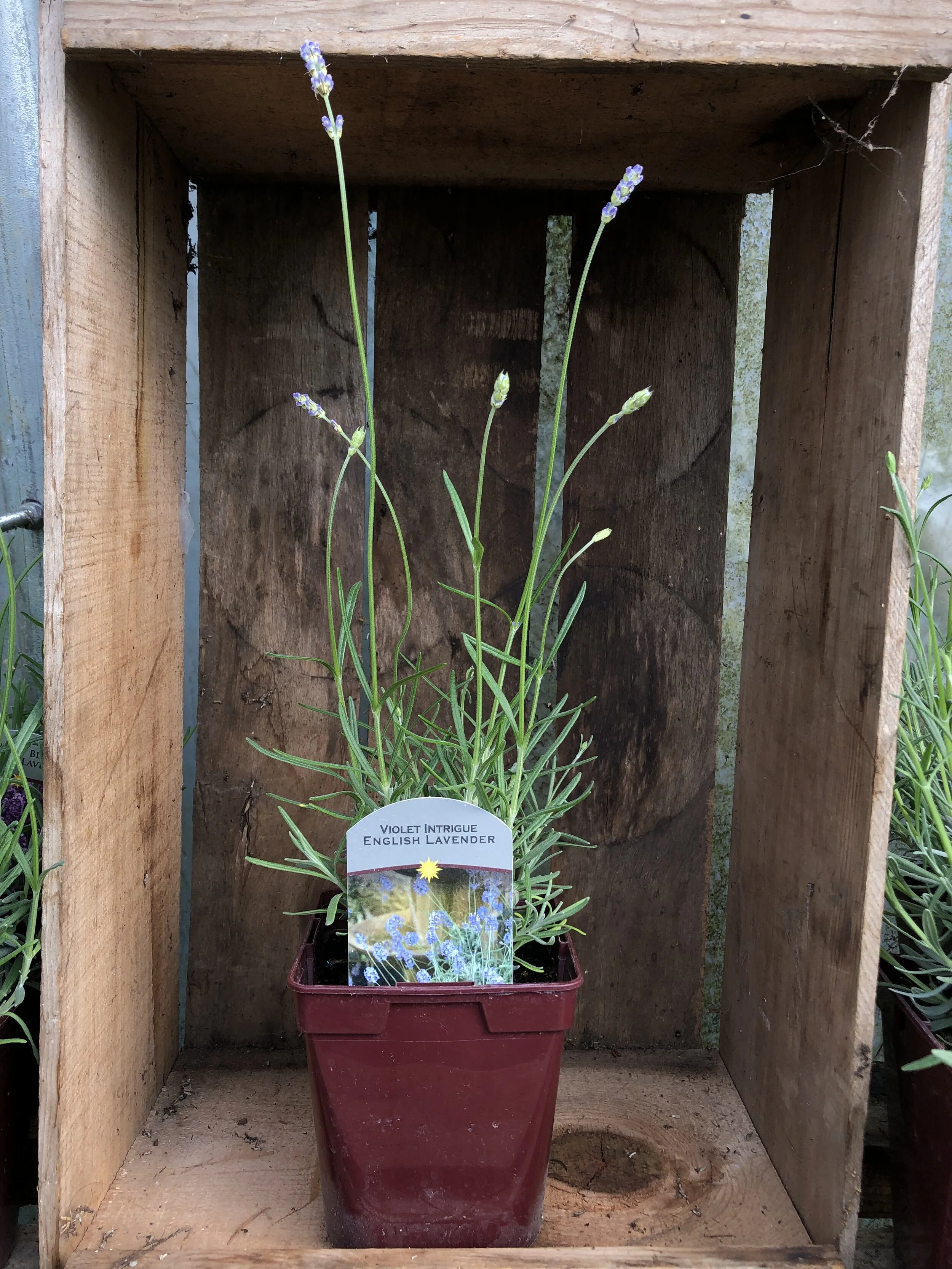 Store 1 — Lacamas Lavender Farm