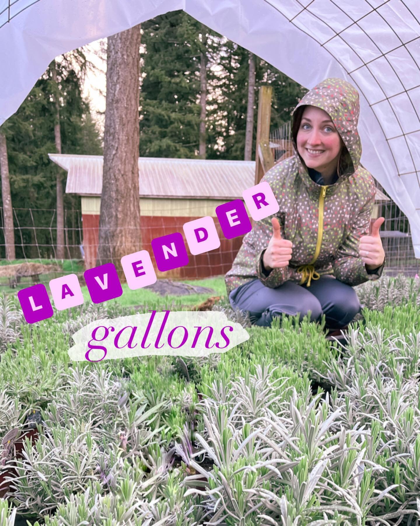 Got rain? ☔️ 
Our gallon lavenders are staying dry under the grow tunnel while we wait for the April showers to bring us May flowers (and hopefully sunshine too ☀️) 
These lavender plants will be for sale and awaiting their forever homes at the Camas