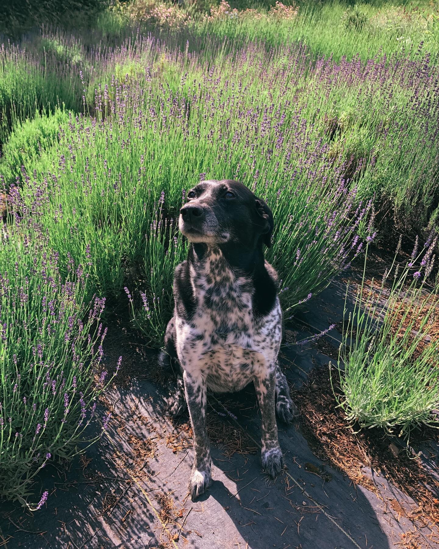 This is a tough post to share&hellip;
We lost our best girl, our lavender farm mascot Jelly Bug a month ago today. 
Our lack of online presence has shown, but grief is definitely the real deal.
We have been helping our hearts heal by planting and gro