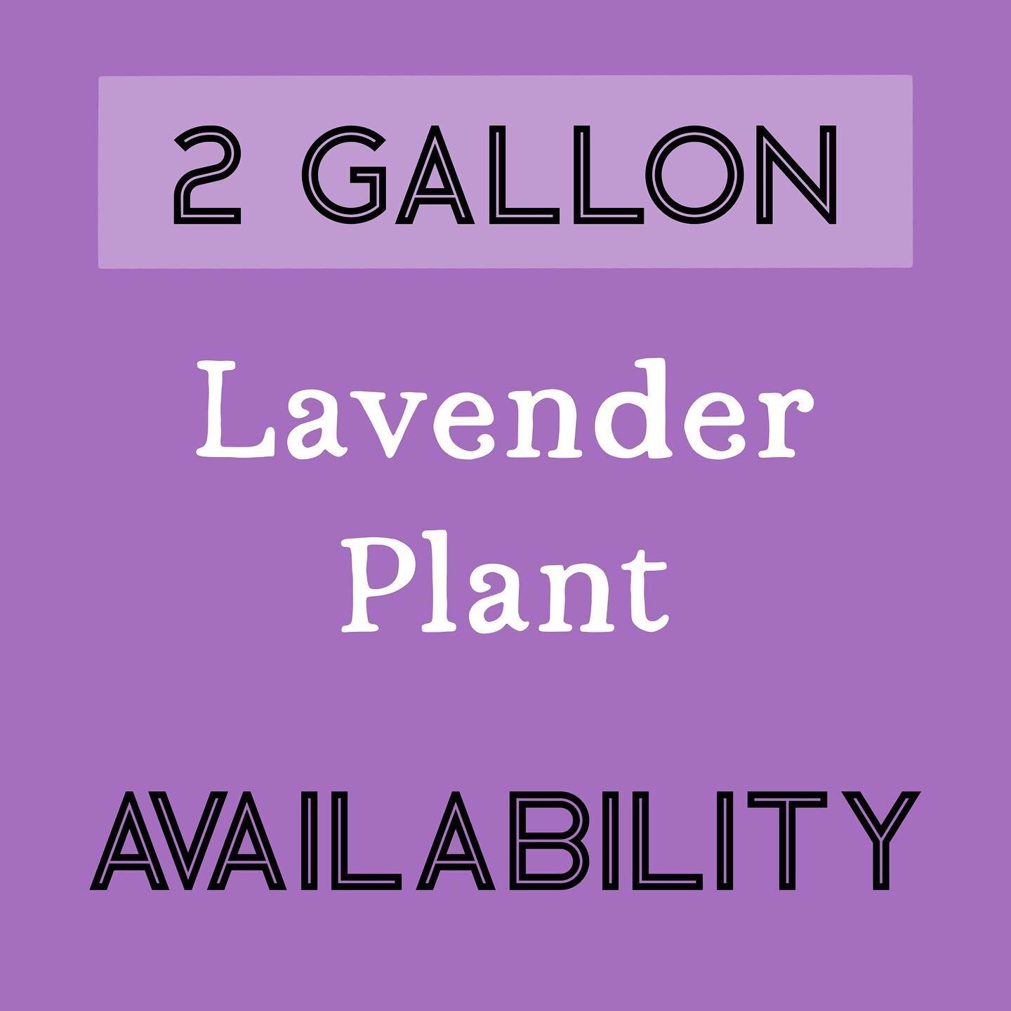 *** 2  G A L L O N ***
Lavender Plant Availability
(Availability only at Camas Plant &amp; Garden Fair Saturday May 13)
🌿Prices will be listed at plant sale!
👉🏽Cannot ship live plants
💜Please visit our website for description of each variety! (Li