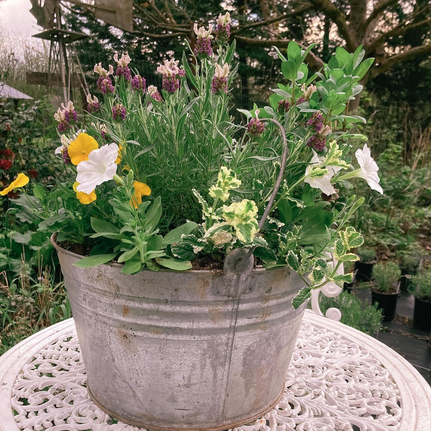 Just a gorgeous sample of our vintage galvanized buckets filled with oodles of botany! We love flower container gardens!
Find these and much more at the Camas Plant &amp; Garden Fair!
🌼This Saturday, May 13
🌿9am-4pm
🌸Downtown Camas
#lacamaslavende