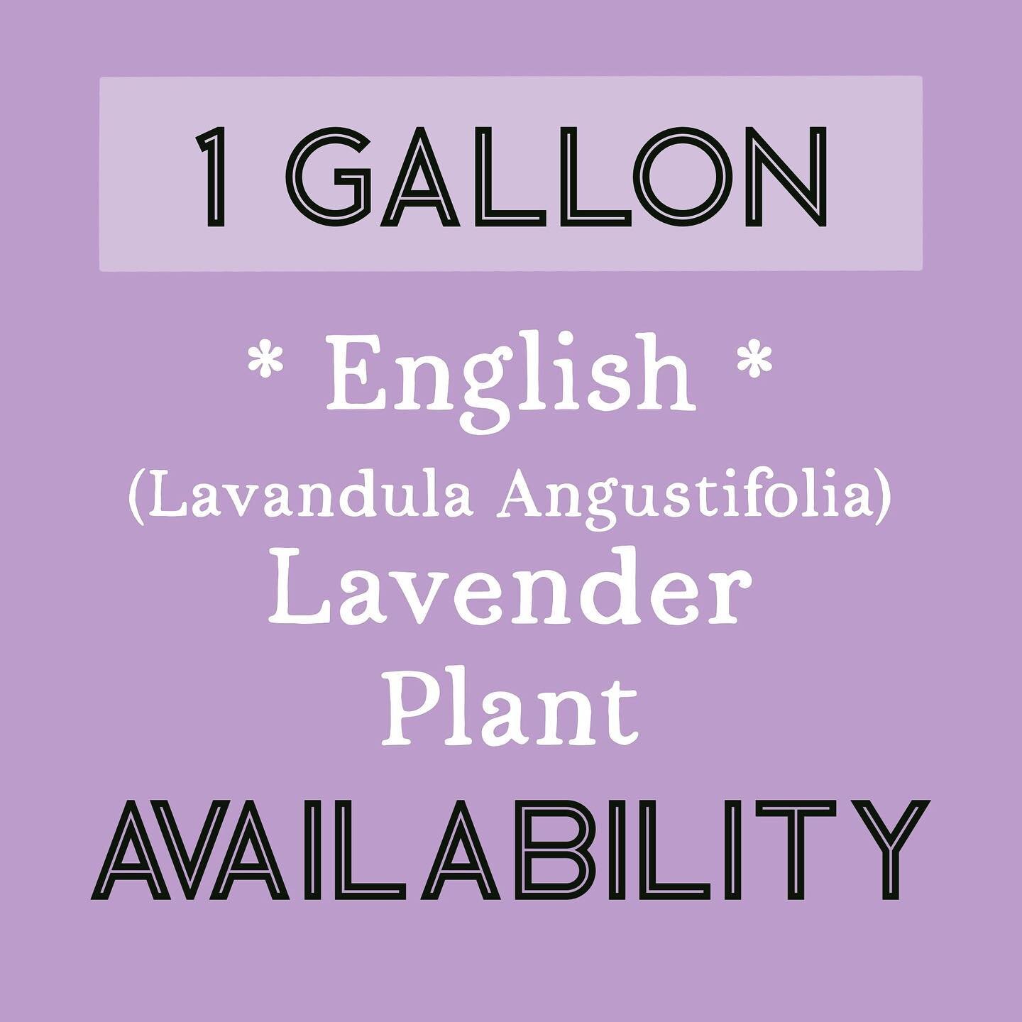 ✨1 GALLON ENGLISH✨
Lavender available 
💜Be sure to read about each variety on our website!
(Link in bio)
Prices will be at Camas Plant &amp; Garden Fair
🌼Saturday, May 13
🌿9am-4pm
🌸Downtown Camas
#lacamaslavenderfarm 
&bull; &bull; &bull;
#camasw
