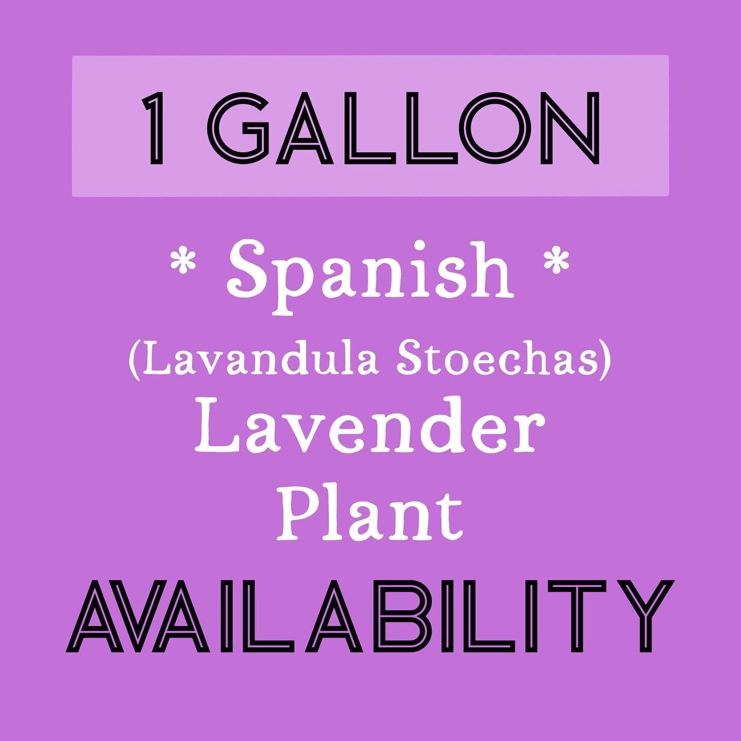 🌸1 GALLON SPANISH🌸
Lavenders available at the Camas Plant &amp; Garden Fair!
We also have 2 gallon as well as 4 inch Spanish lavender coming to the plant fair too!
Prices will be at the sale!
✨Saturday May 13
🌸9am-4pm
🌿Downtown Camas
#lacamaslave