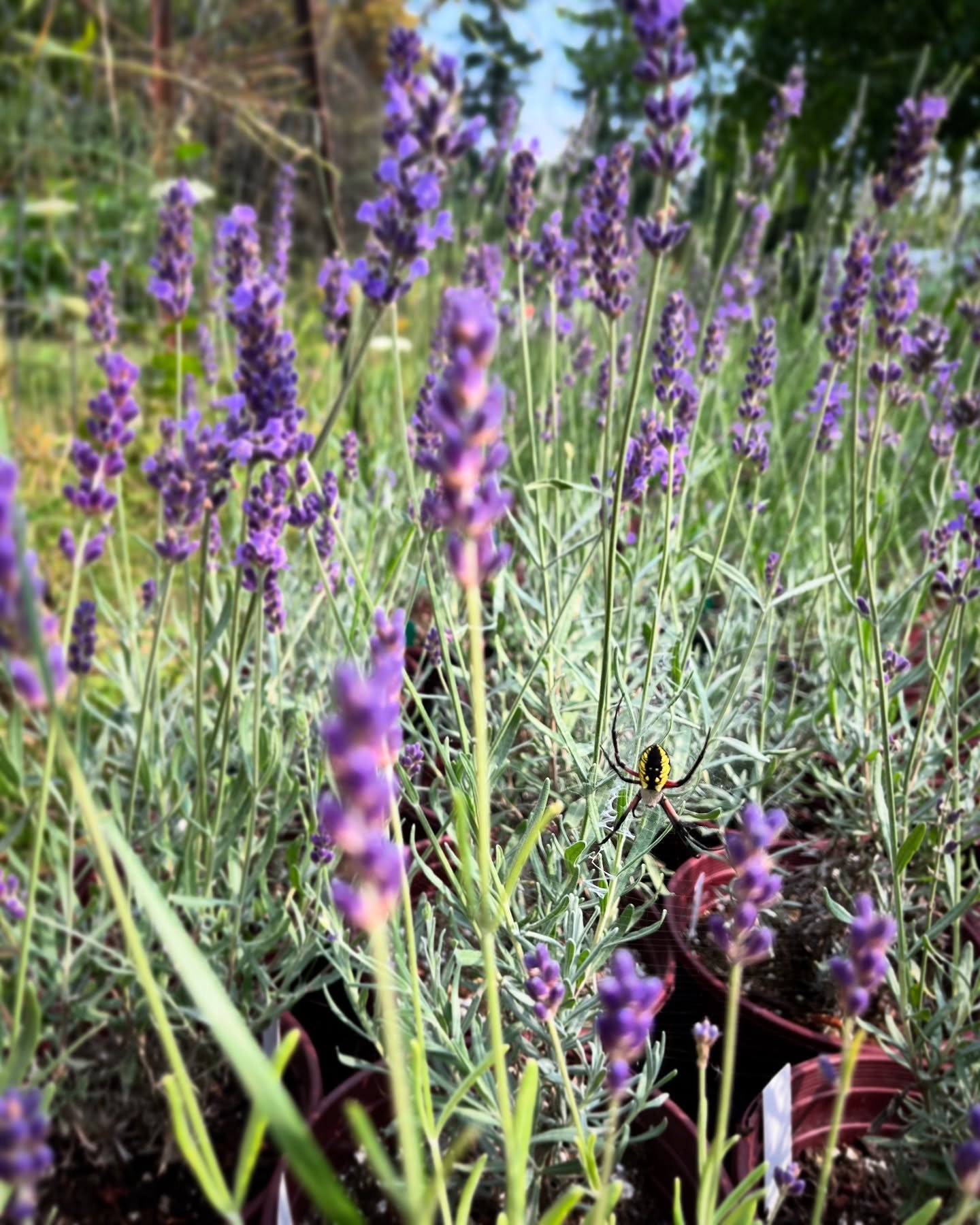 Hope everyone is enjoying the beautiful sunshine on this lovely Friday! 🌞💜🌞
(Can you spot the garden spider?) 🕷️ 
#lacamaslavenderfarm 
&bull; &bull; &bull;
#lavenderfarm 
#lavenderfarming 
#lavenderfarmer 
#camaswa 
#camaswashington 
#camaswasho