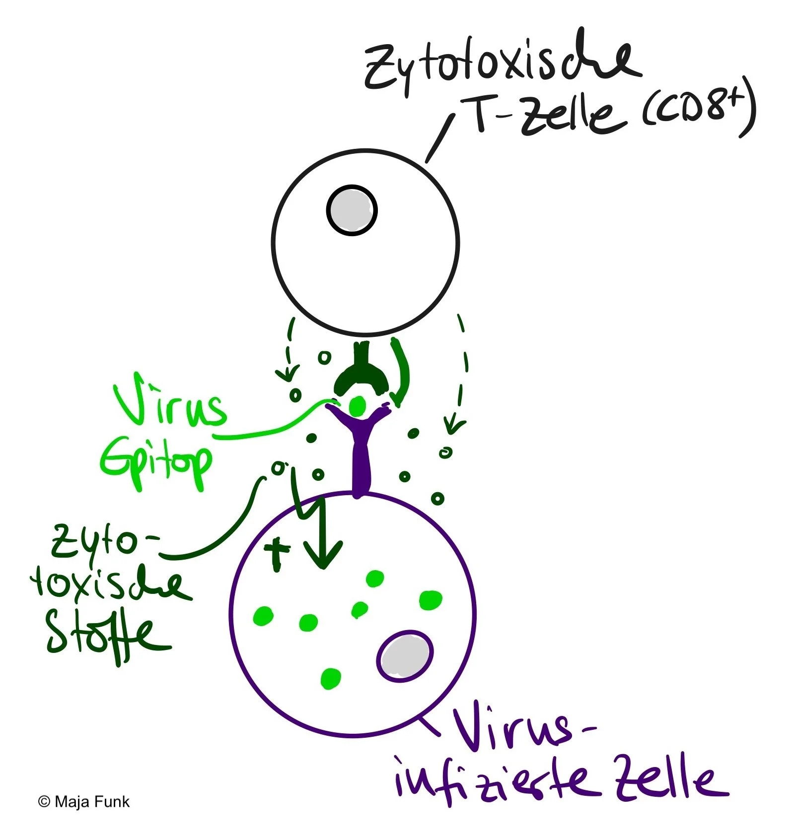 Omikron, Booster-Impfung und die T-Zellen 