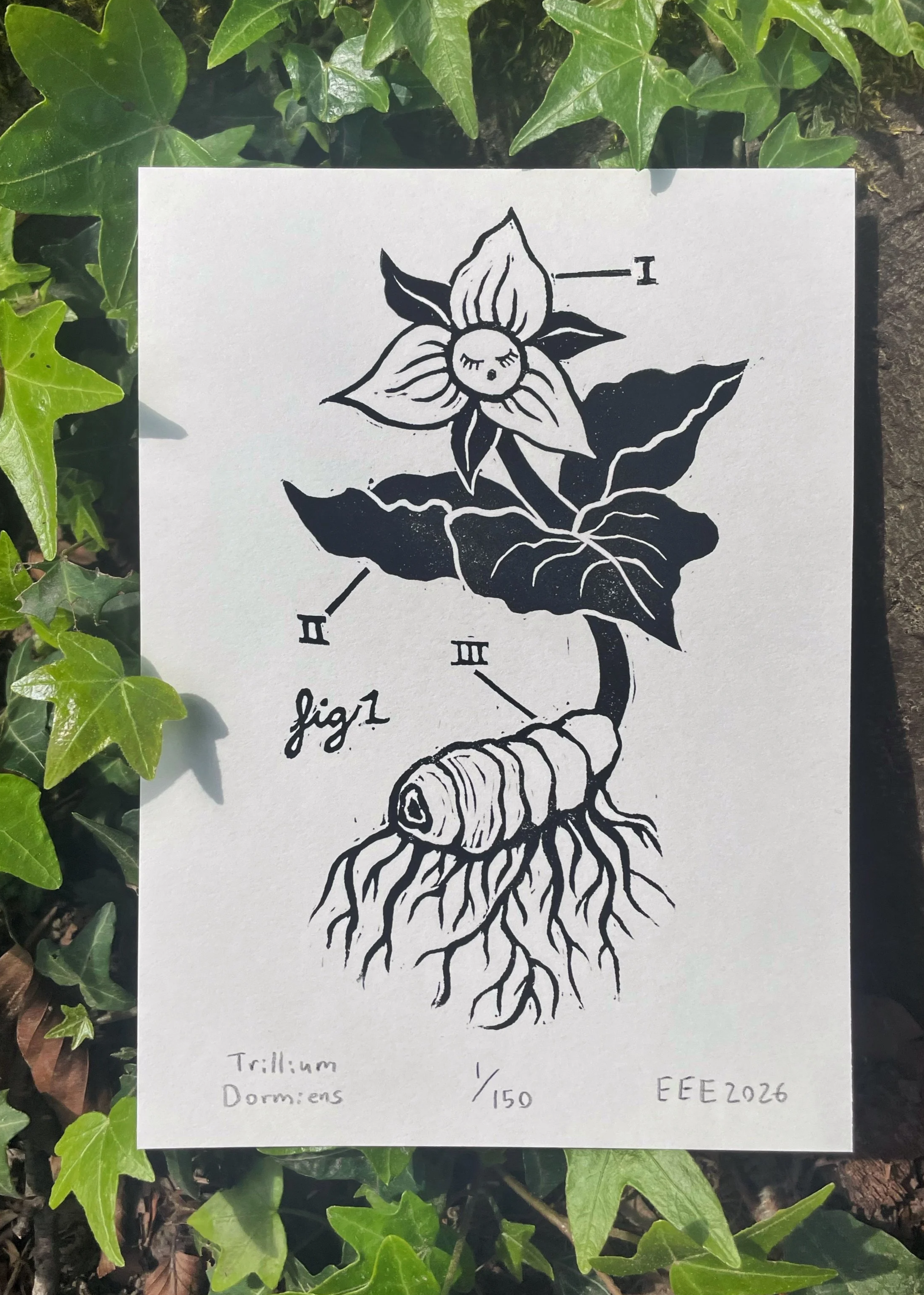 Trillium Dormiens - 5x7" - $8 (This piece only, $1 shipping)