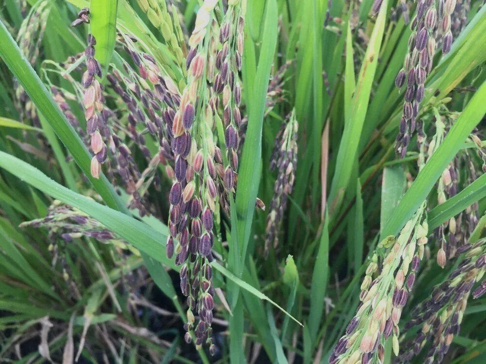 花蓮小農栽種的有機紫米田園，純淨自然的農作環境