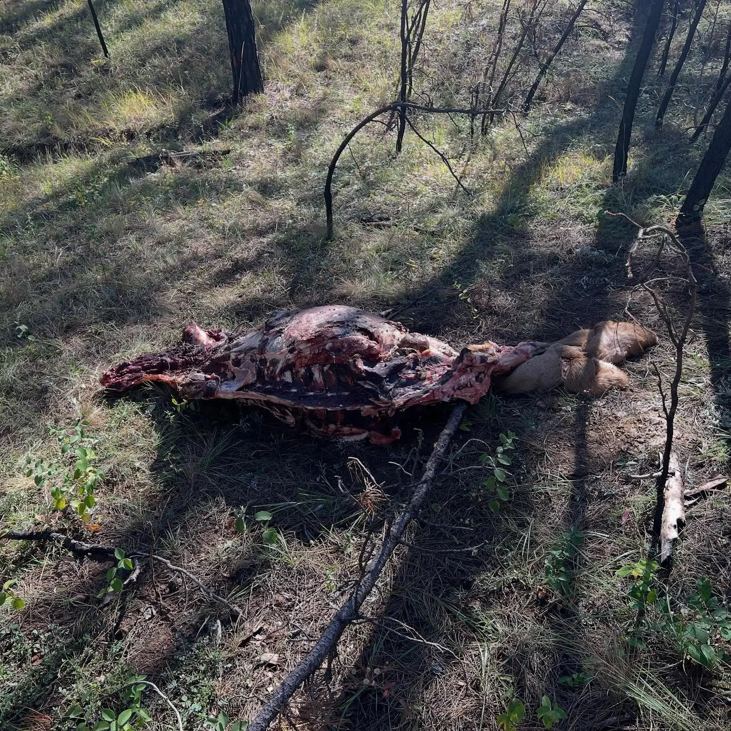 A head scratcher 🤷&zwj;♂️

The final morning of the trip Collin and I had planned to be on the road by 8am. Plans quickly changed when I stepped out of the wall tent to pee and heard bugling from the timber behind our camp. I grabbed my bino harness