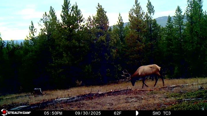 Sights and sounds that I&rsquo;ve been missing 🌲

Finally went back through the last batch of trail cam videos and I forgot how much traffic this spot got. I couldn&rsquo;t hunt this area for bulls last year during archery season and by the time gen